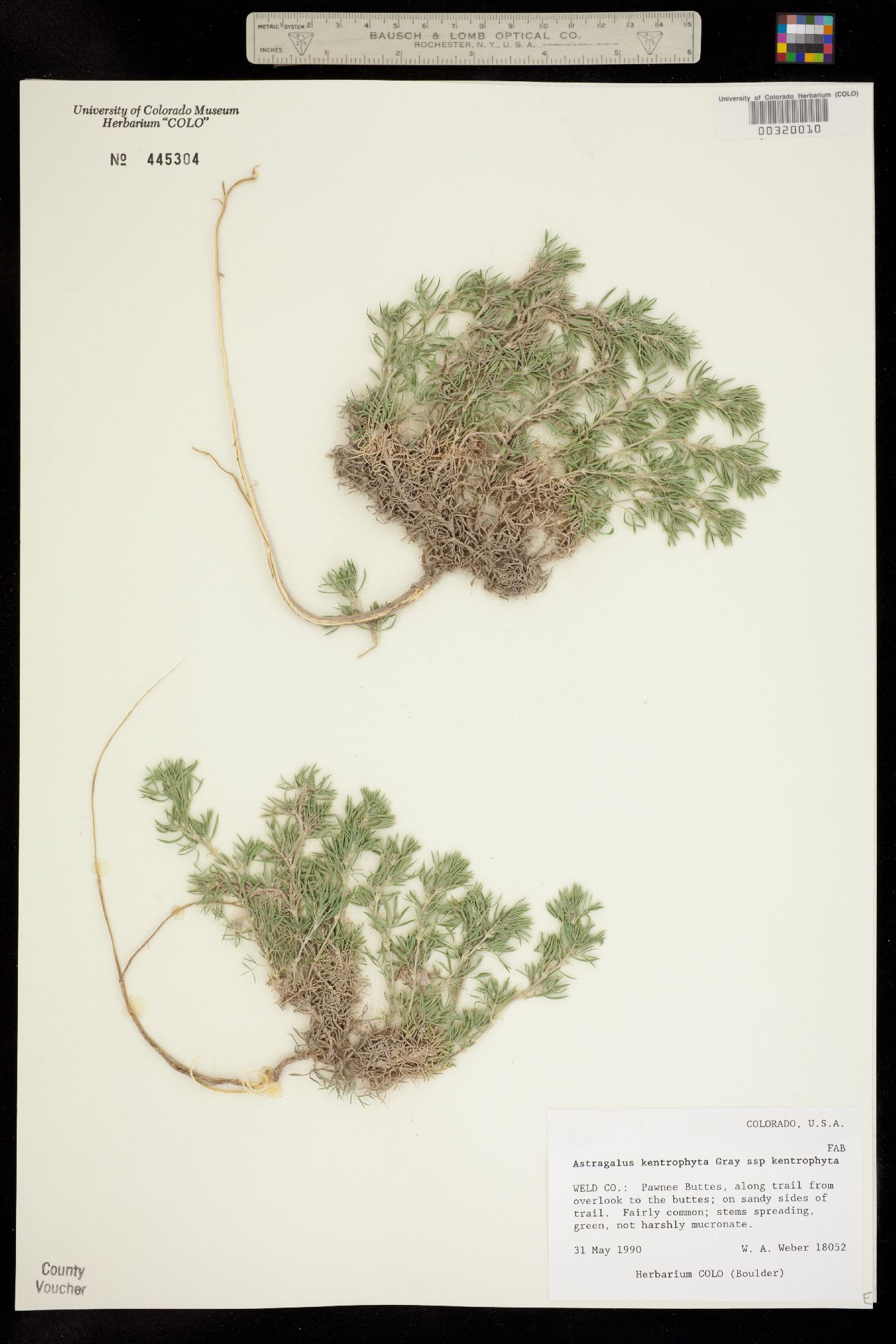 Astragalus kentrophyta ssp. kentrophyta image