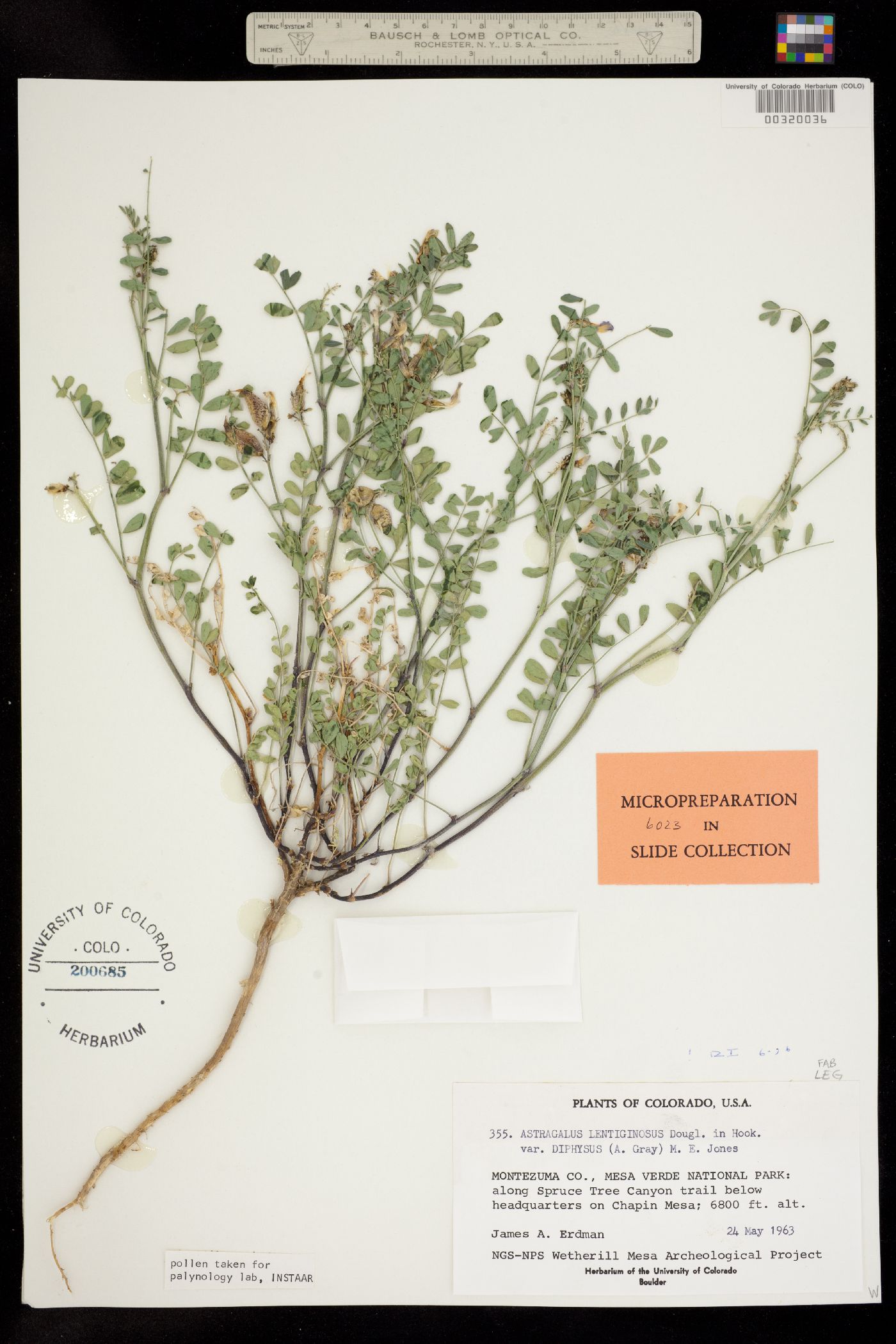 Astragalus lentiginosus var. diphysus image
