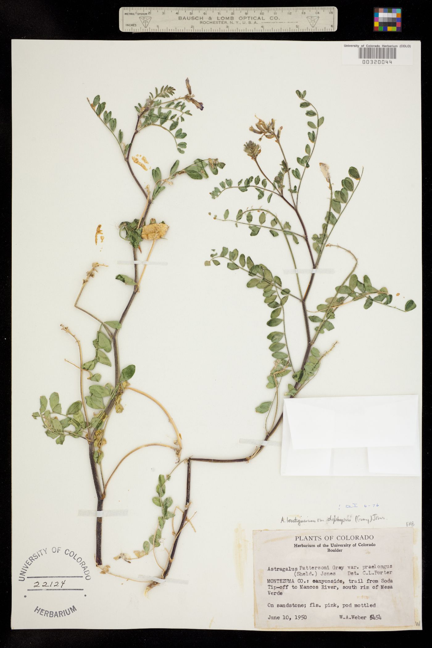 Astragalus lentiginosus var. diphysus image