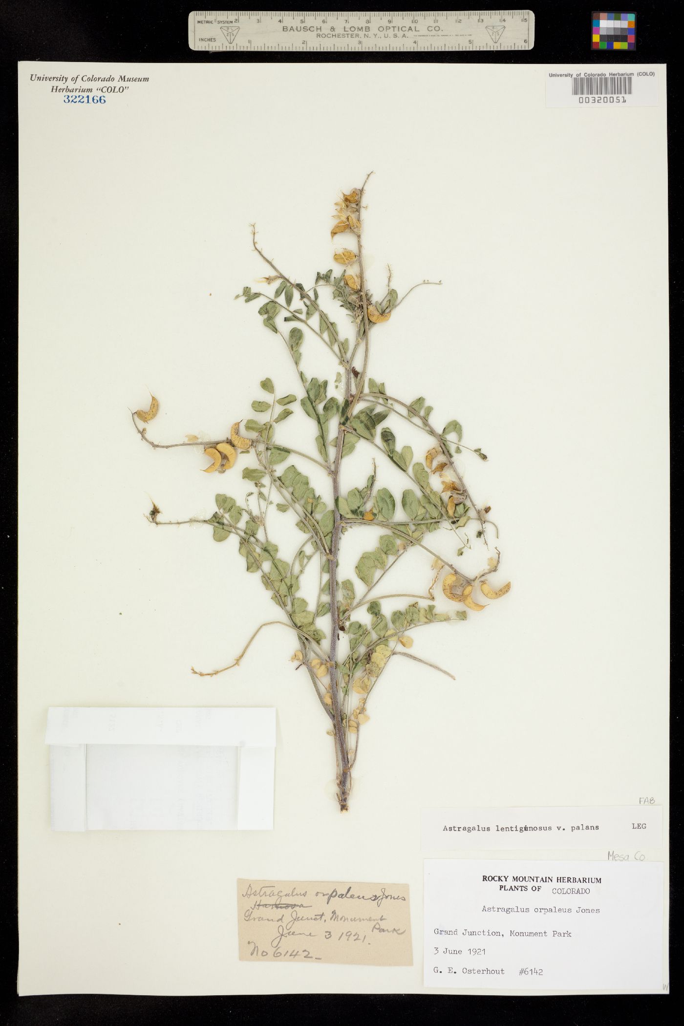 Astragalus lentiginosus var. palans image