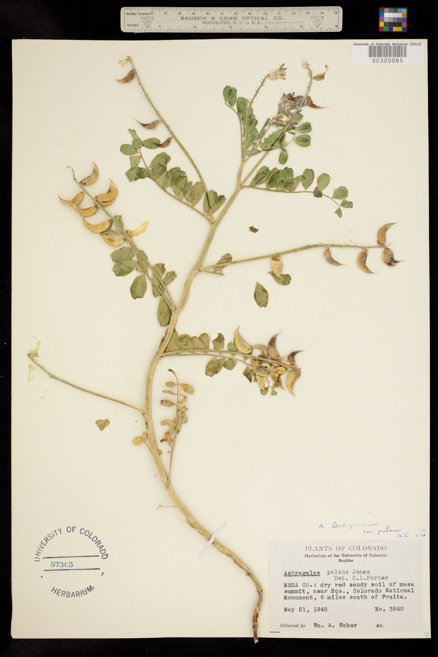 Astragalus lentiginosus var. palans image