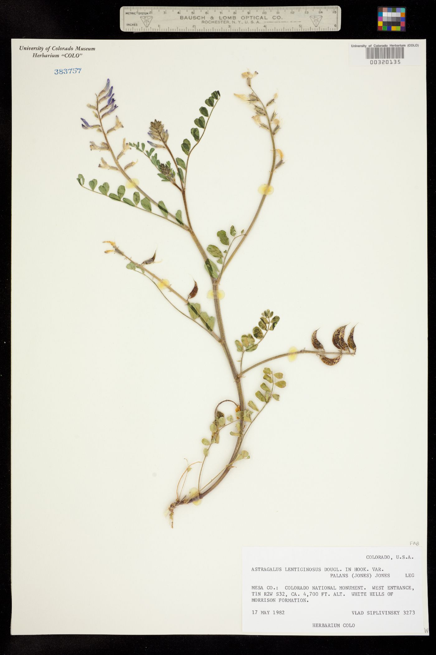 Astragalus lentiginosus var. palans image