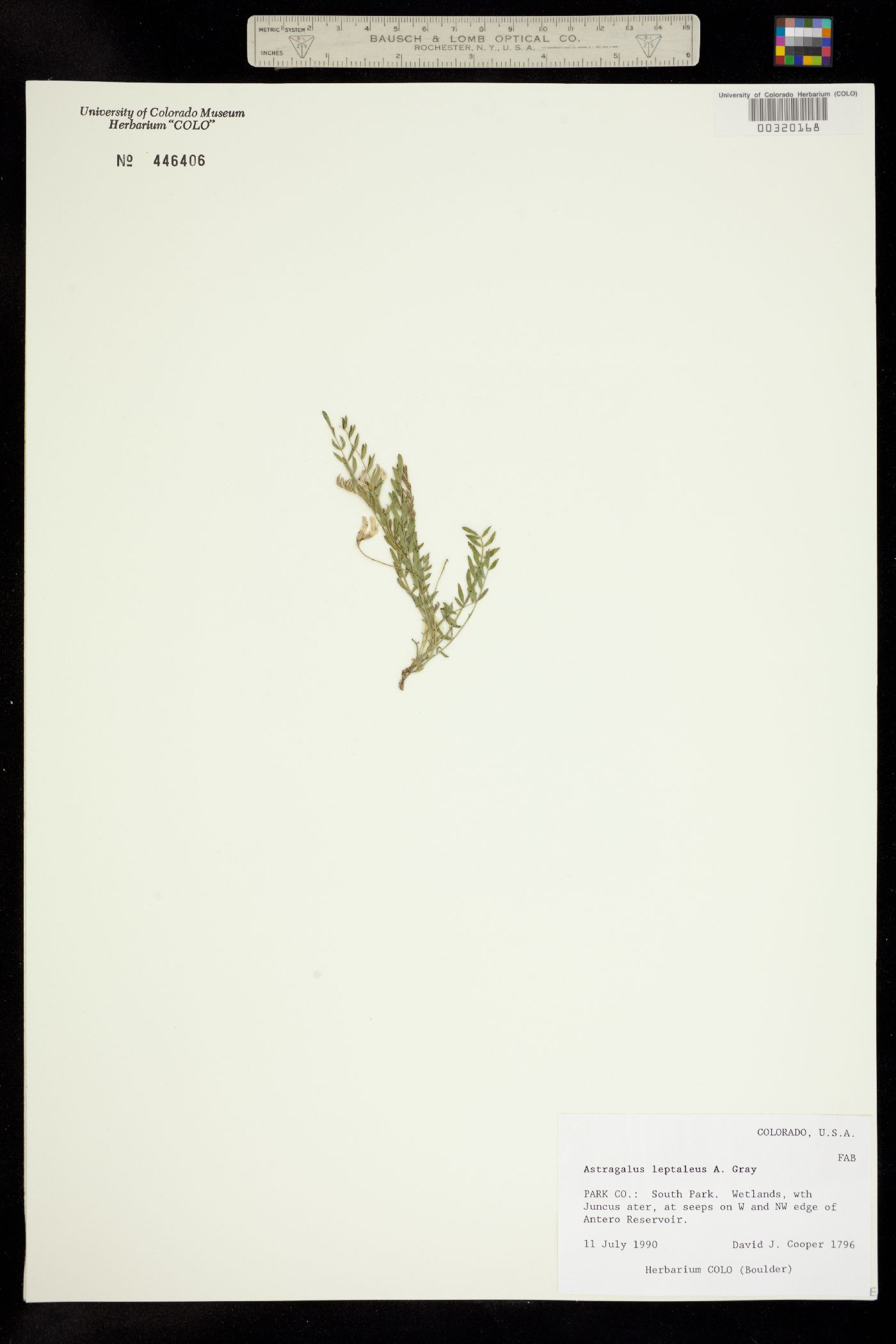 Astragalus leptaleus image