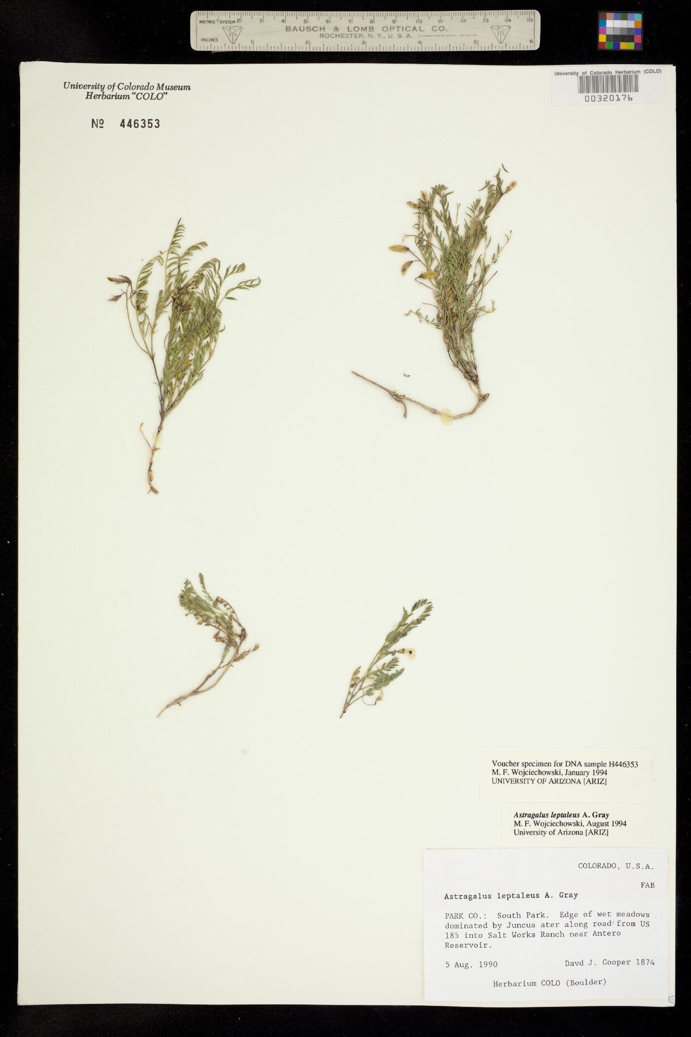 Astragalus leptaleus image
