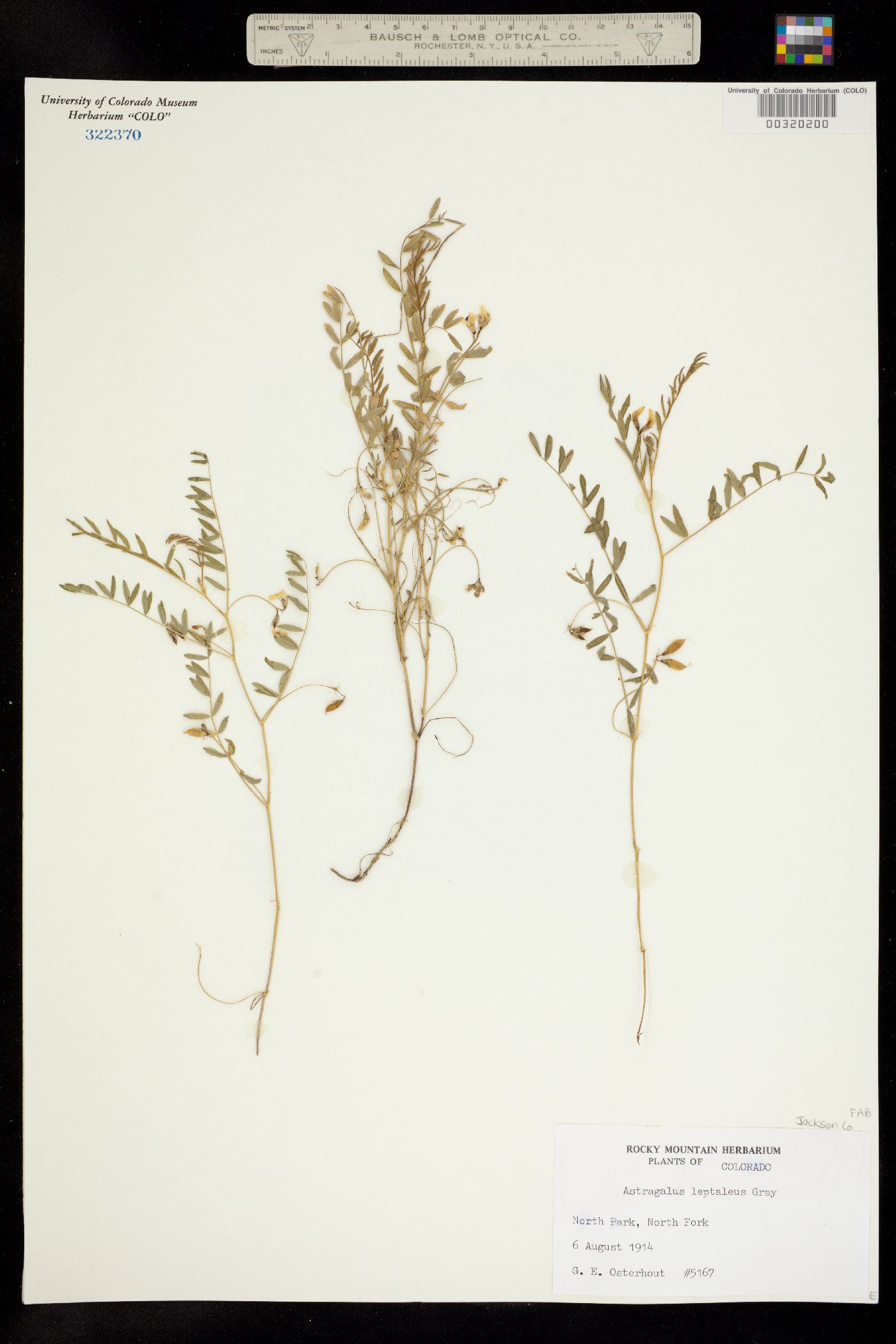 Astragalus leptaleus image