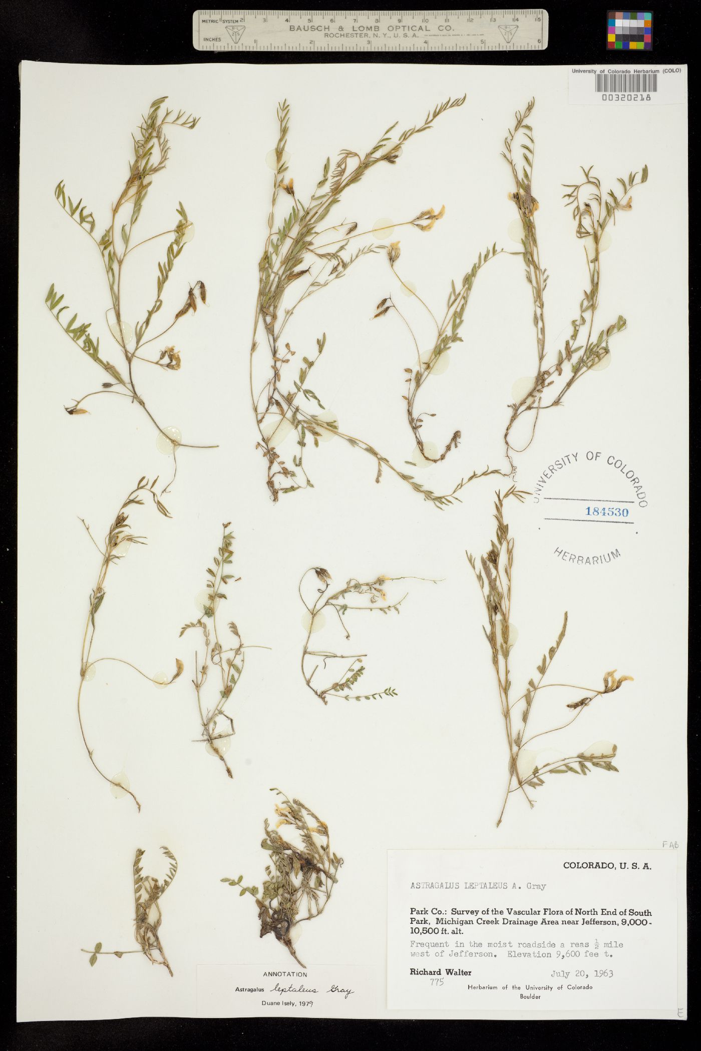 Astragalus leptaleus image