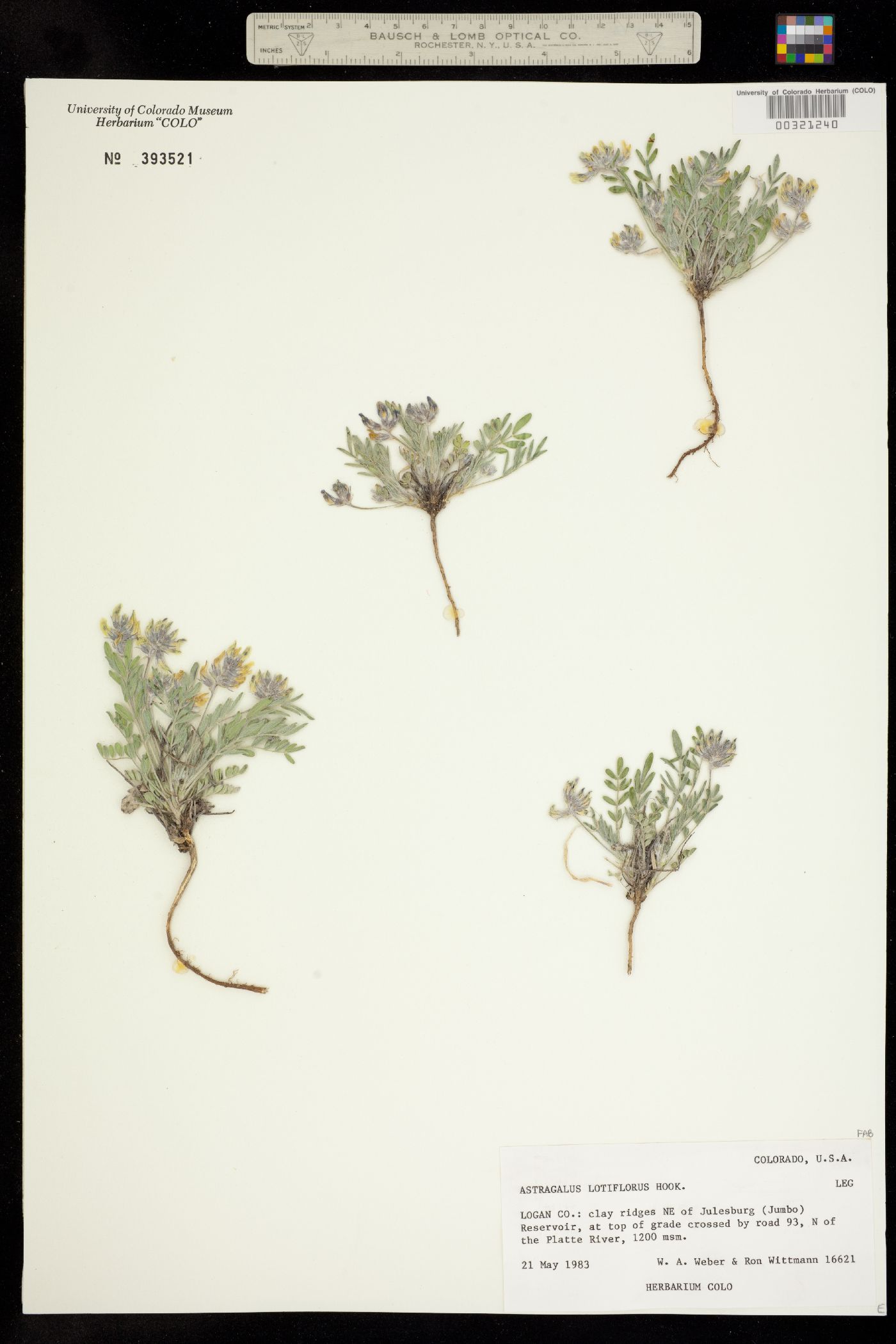 Astragalus lotiflorus image