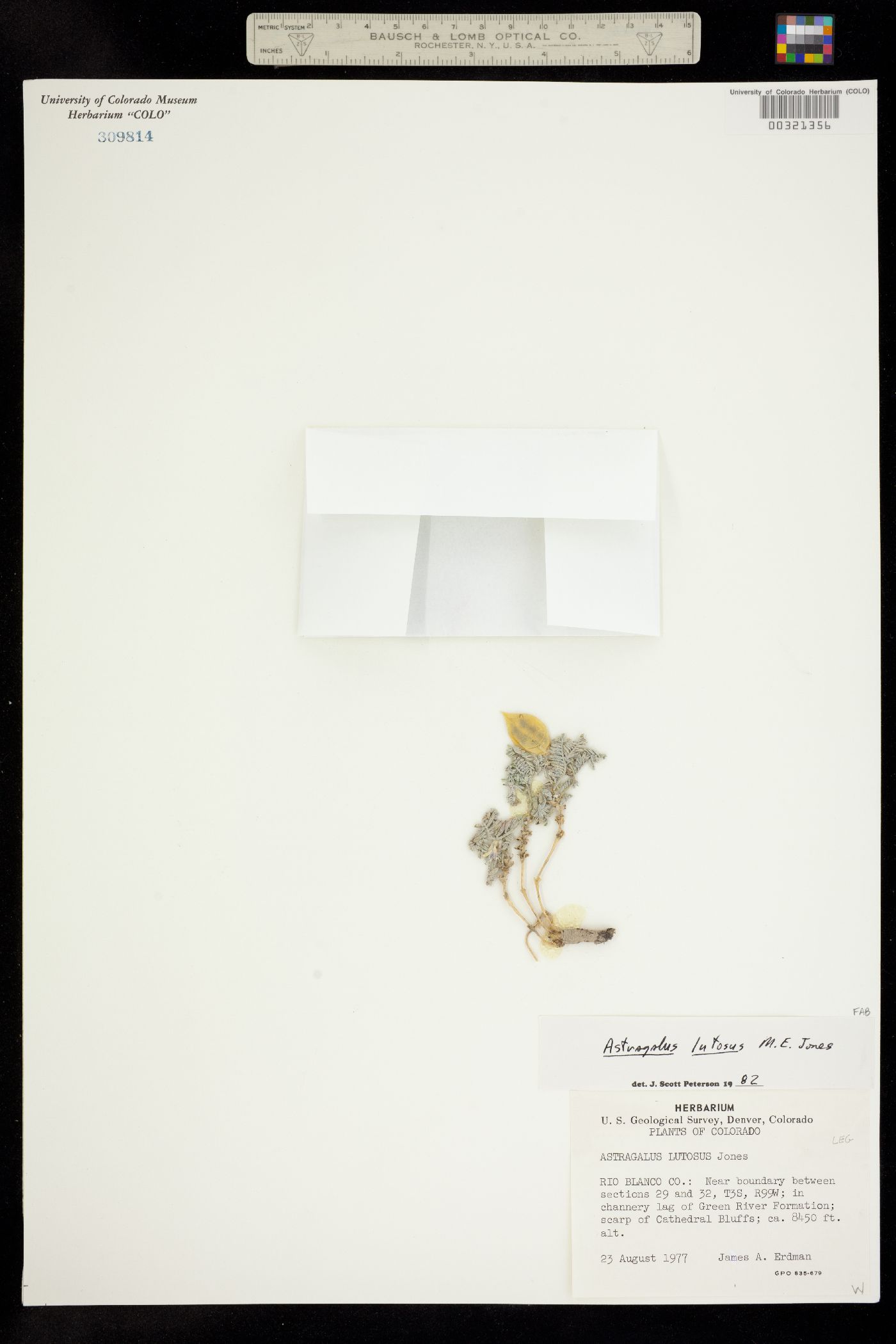 Astragalus lutosus image