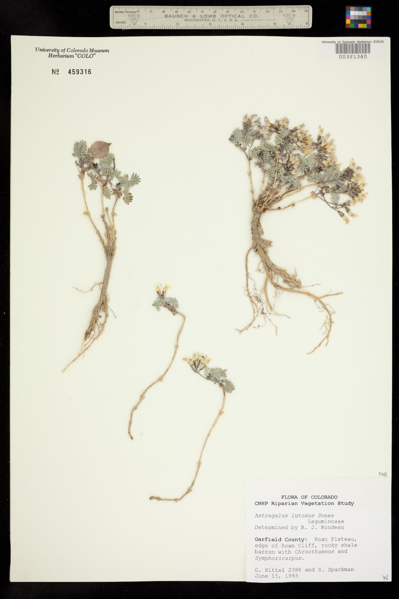 Astragalus lutosus image