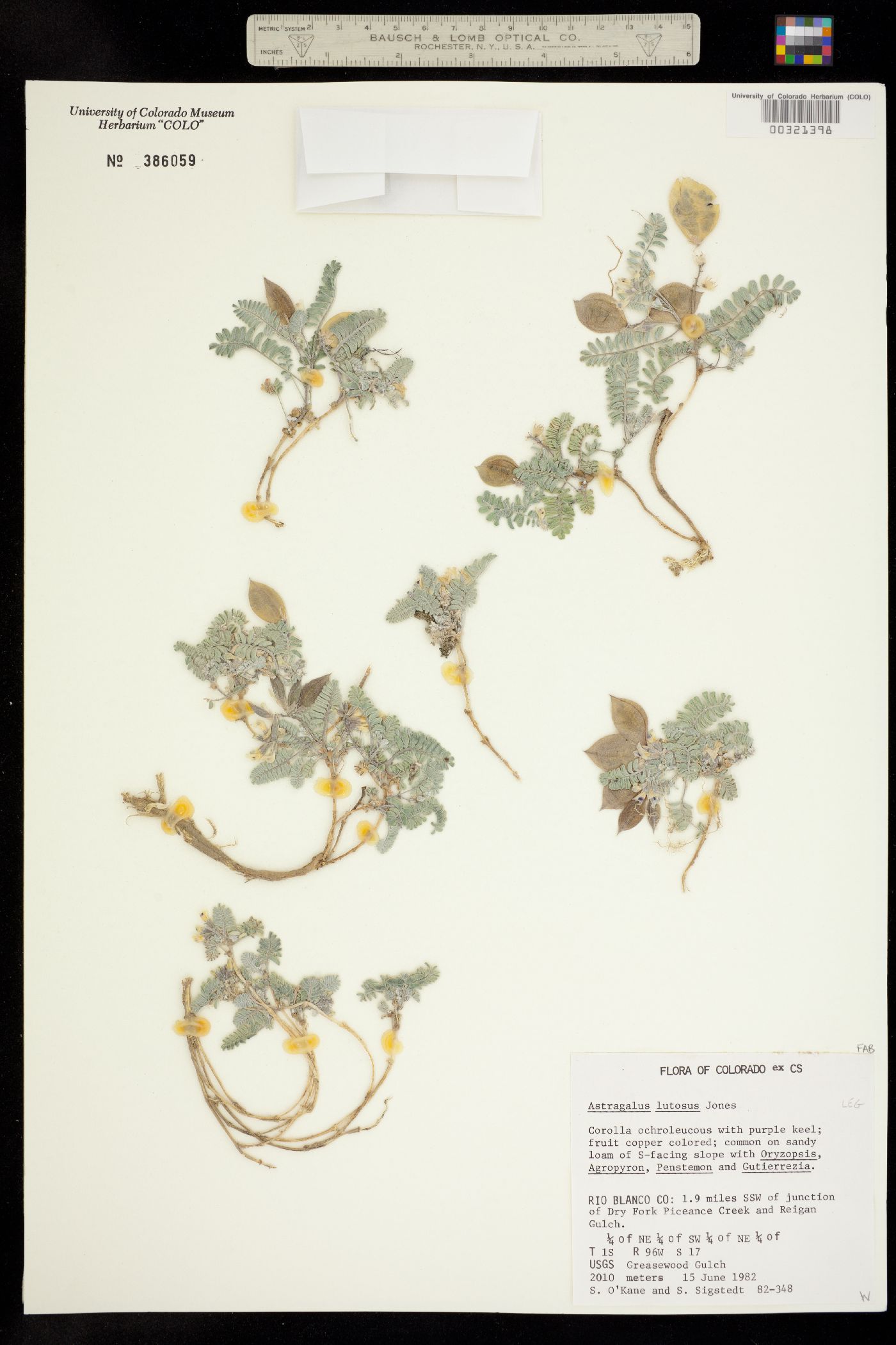 Astragalus lutosus image