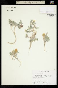 Astragalus lutosus image
