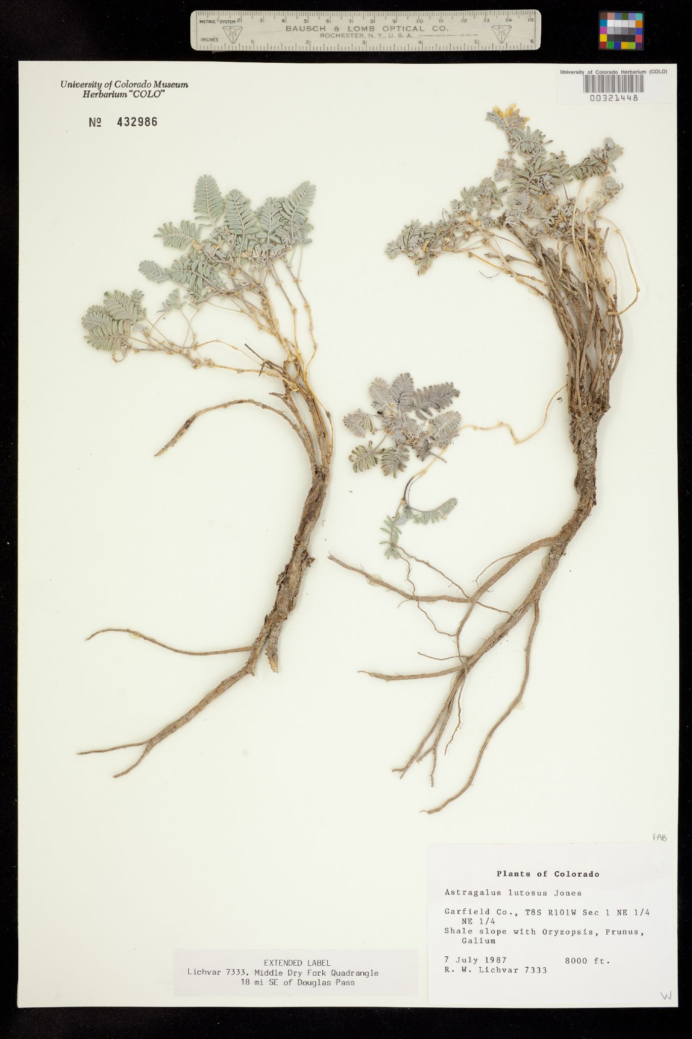 Astragalus lutosus image