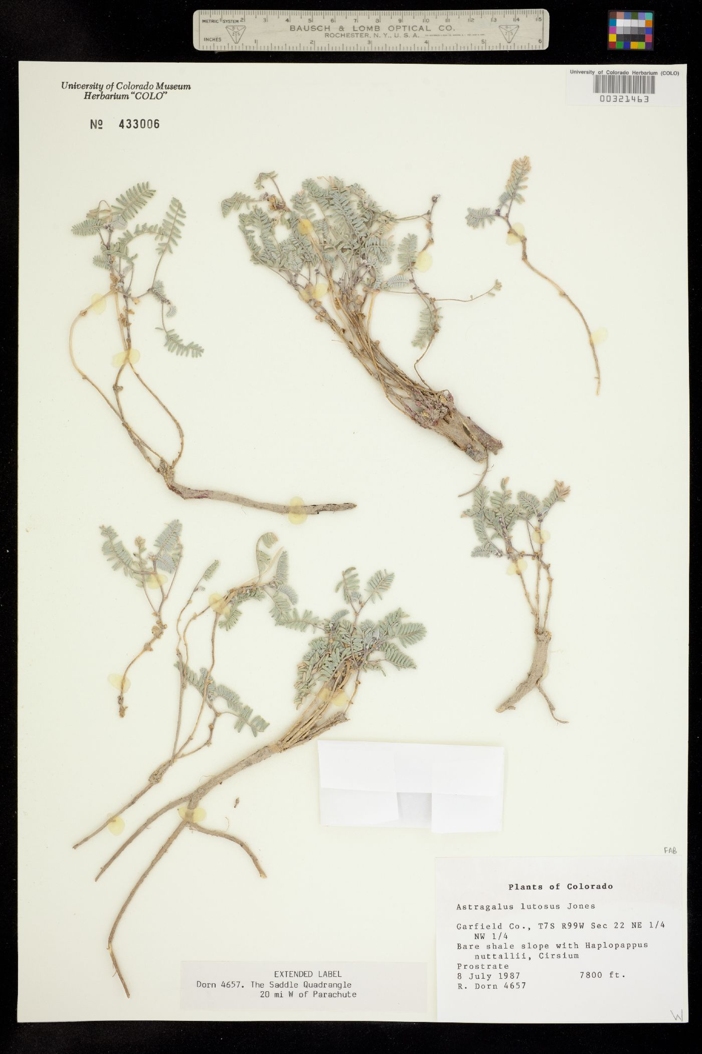 Astragalus lutosus image