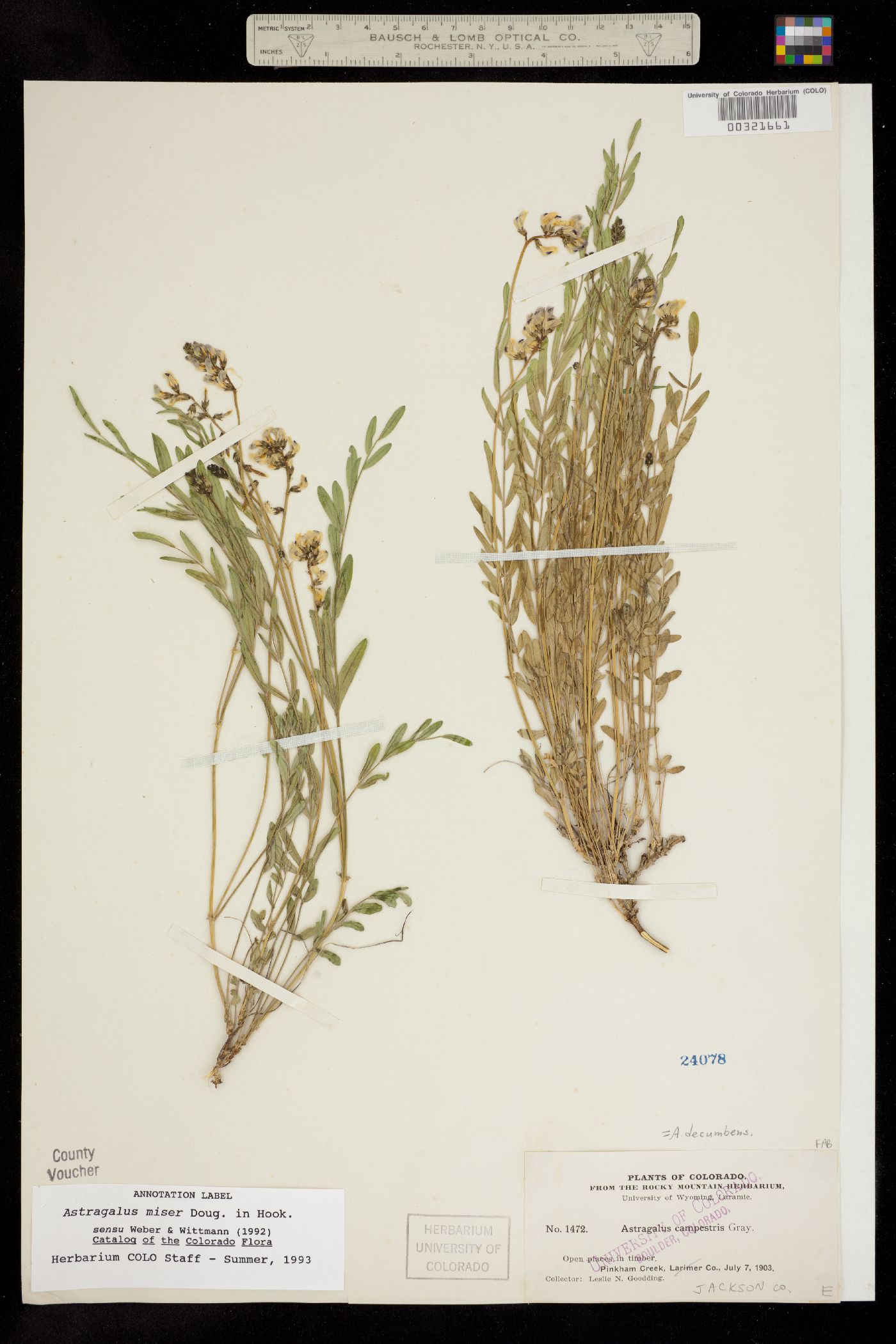 Astragalus miser var. oblongifolius image