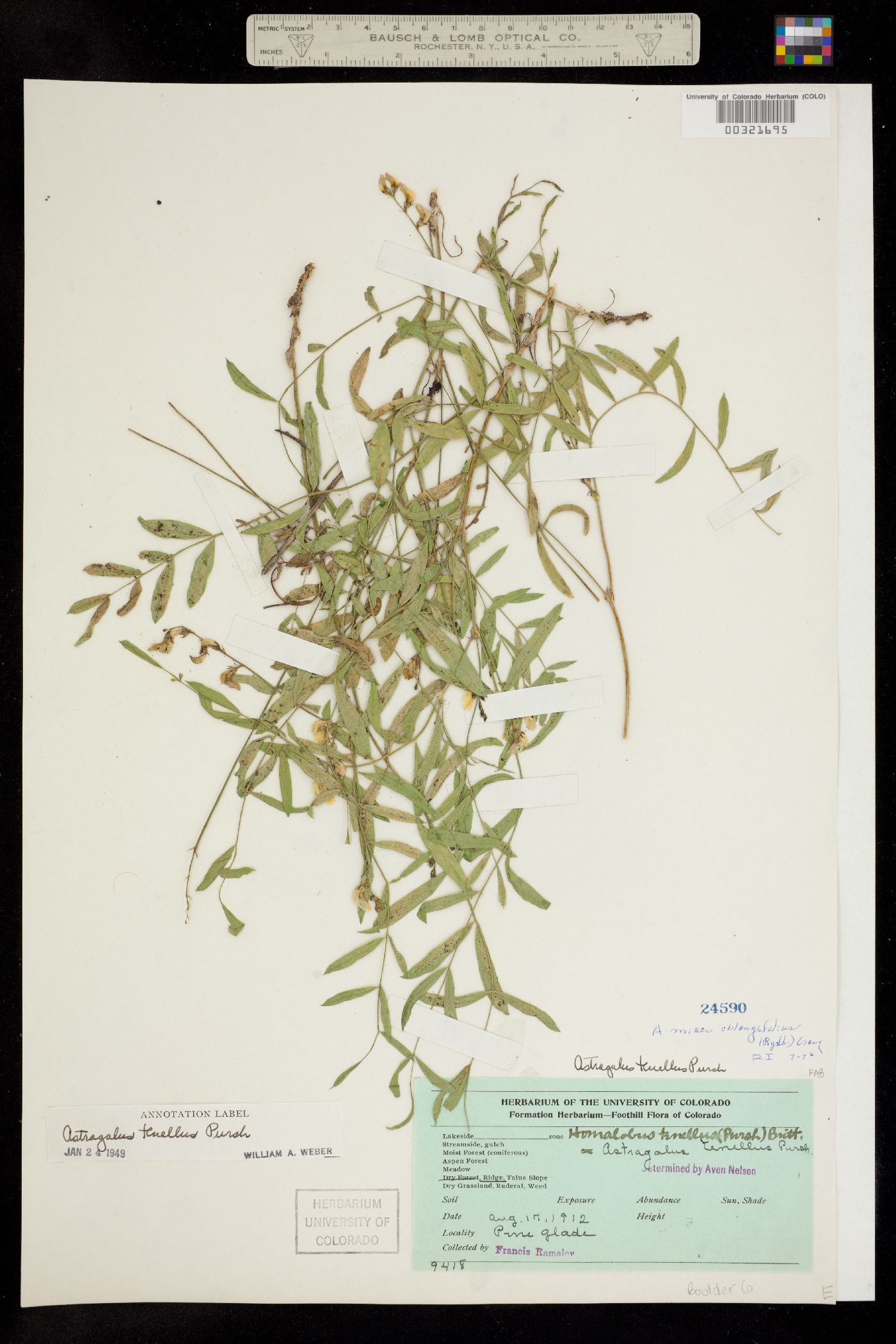 Astragalus miser var. oblongifolius image