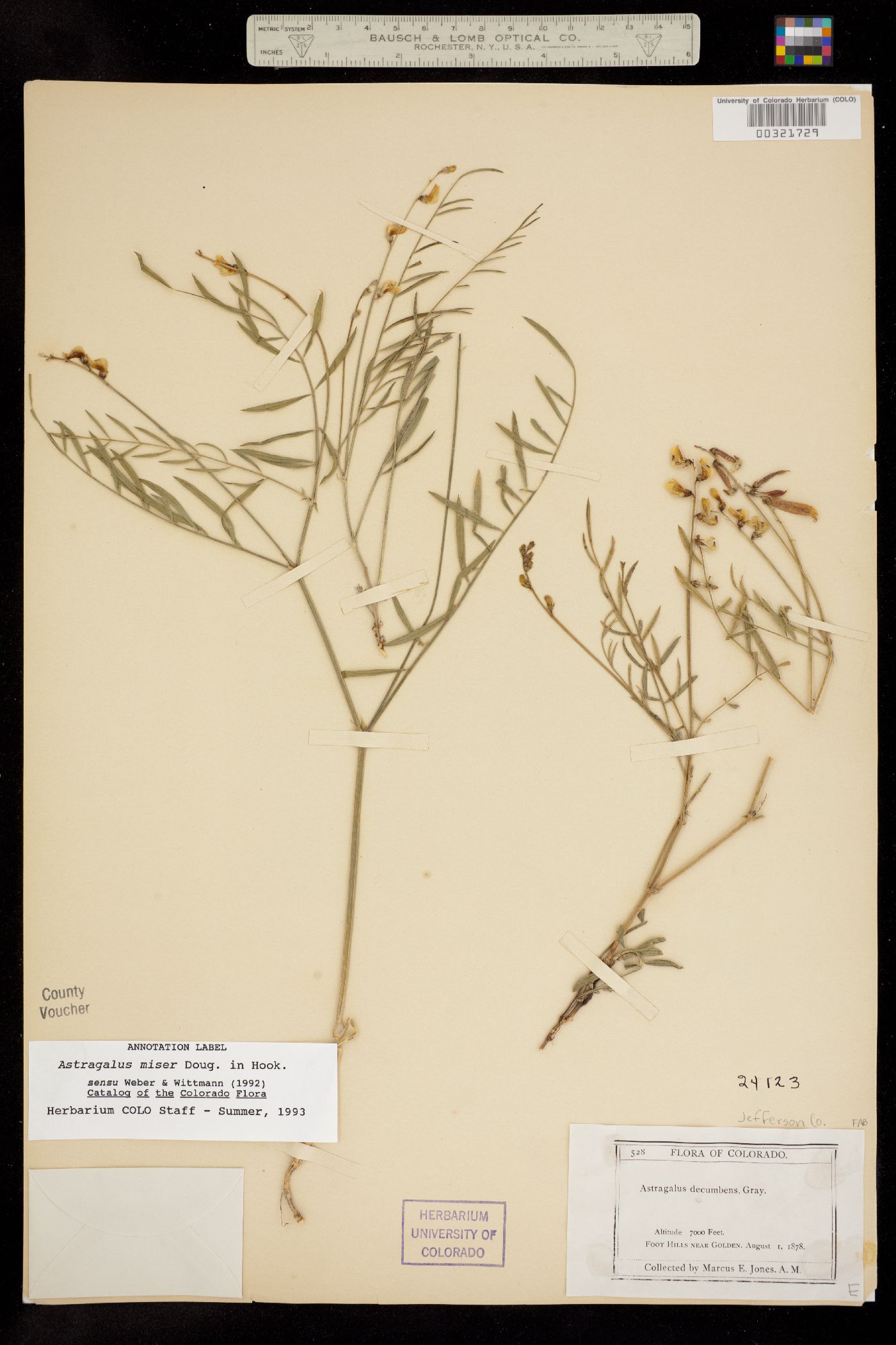 Astragalus miser image