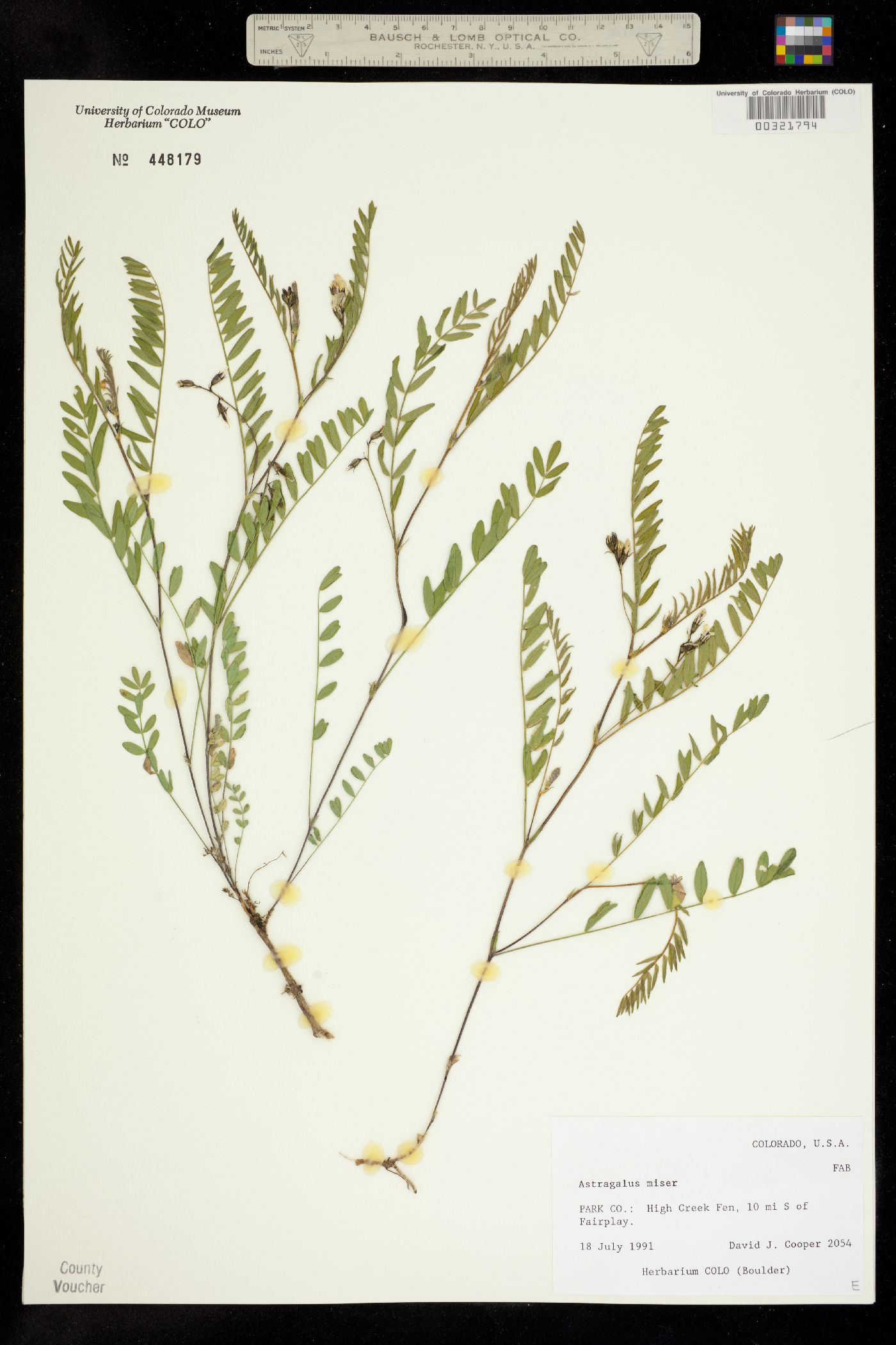 Astragalus miser image