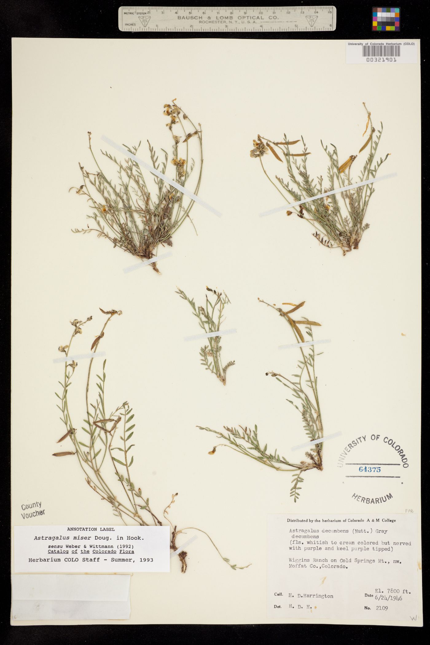 Astragalus miser var. oblongifolius image