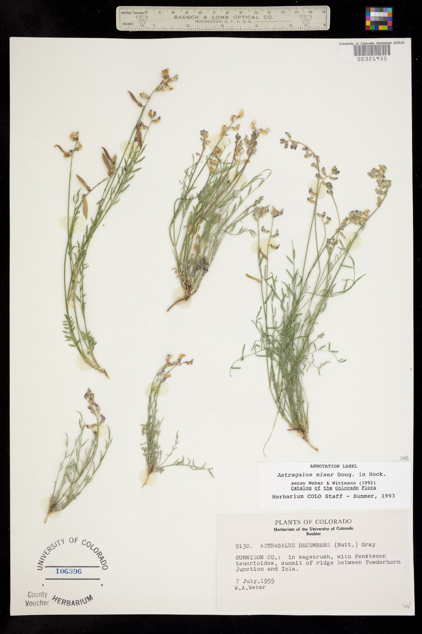 Astragalus miser var. oblongifolius image