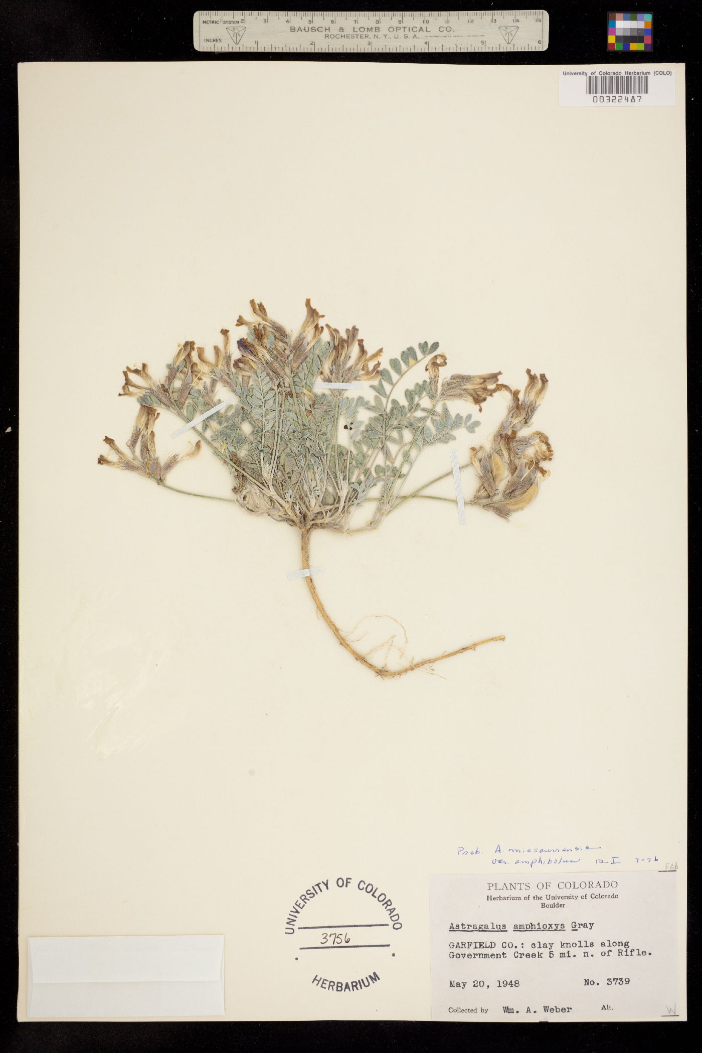 Astragalus missouriensis var. amphibolus image