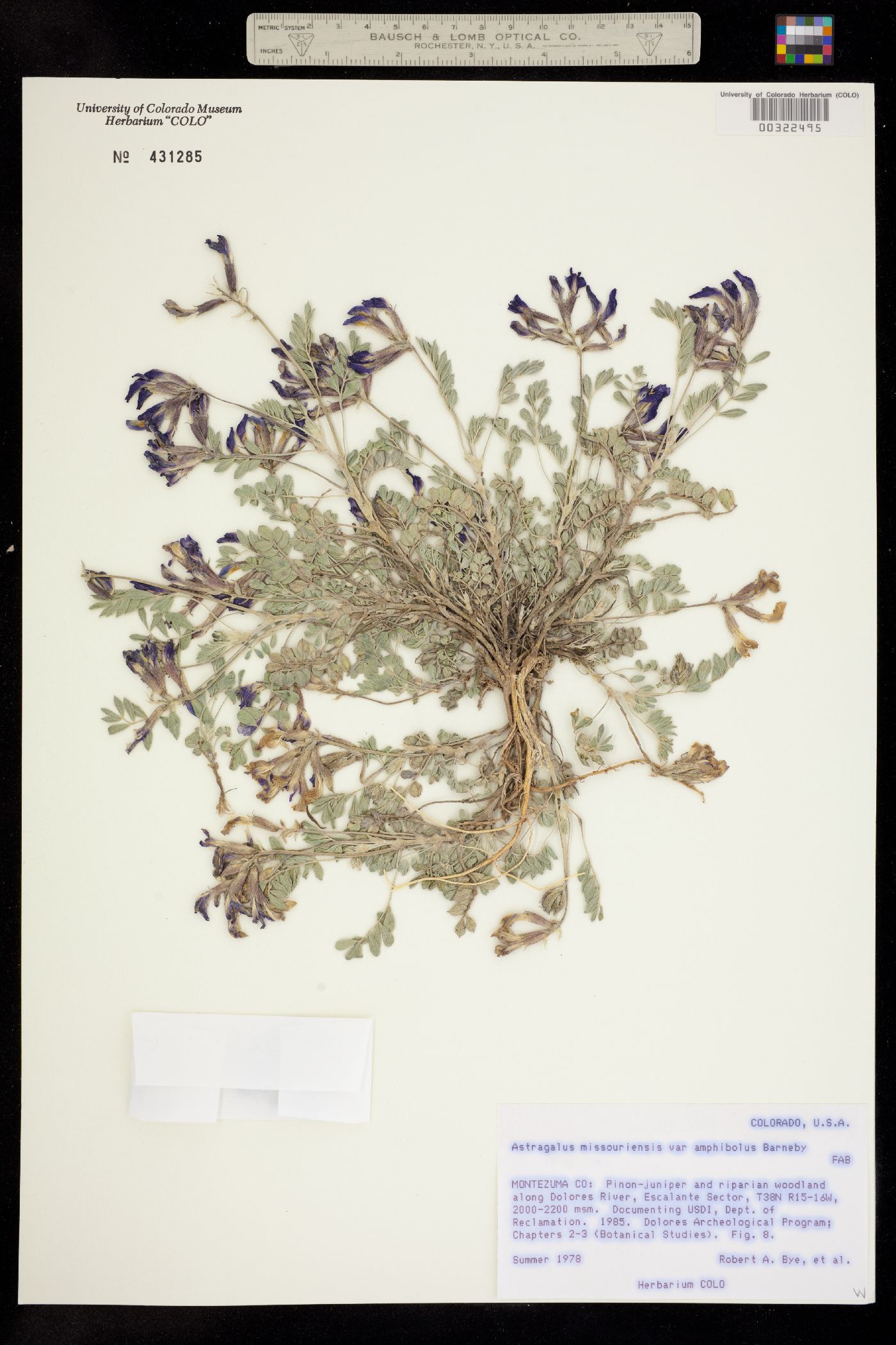 Astragalus missouriensis var. amphibolus image