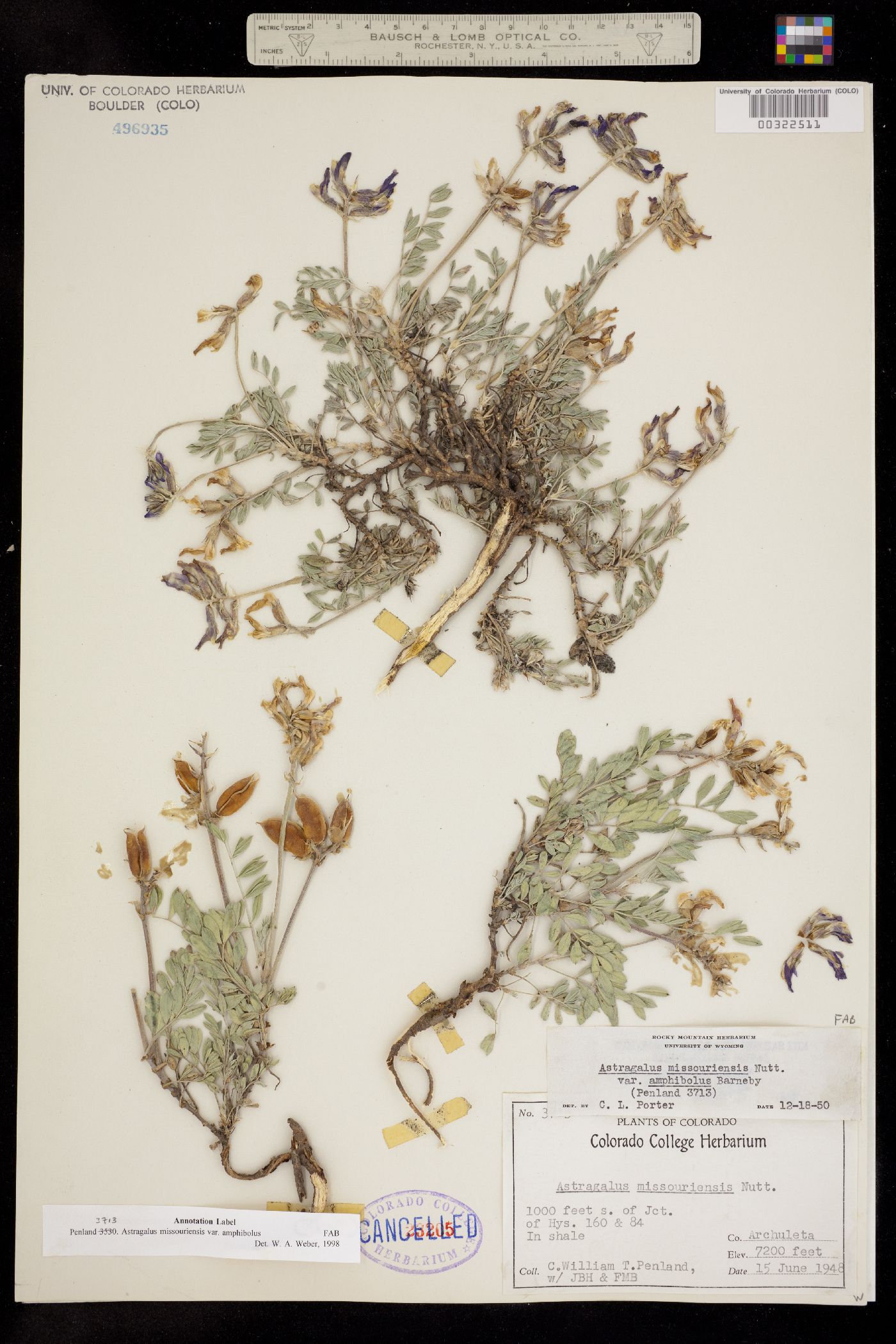 Astragalus missouriensis var. amphibolus image