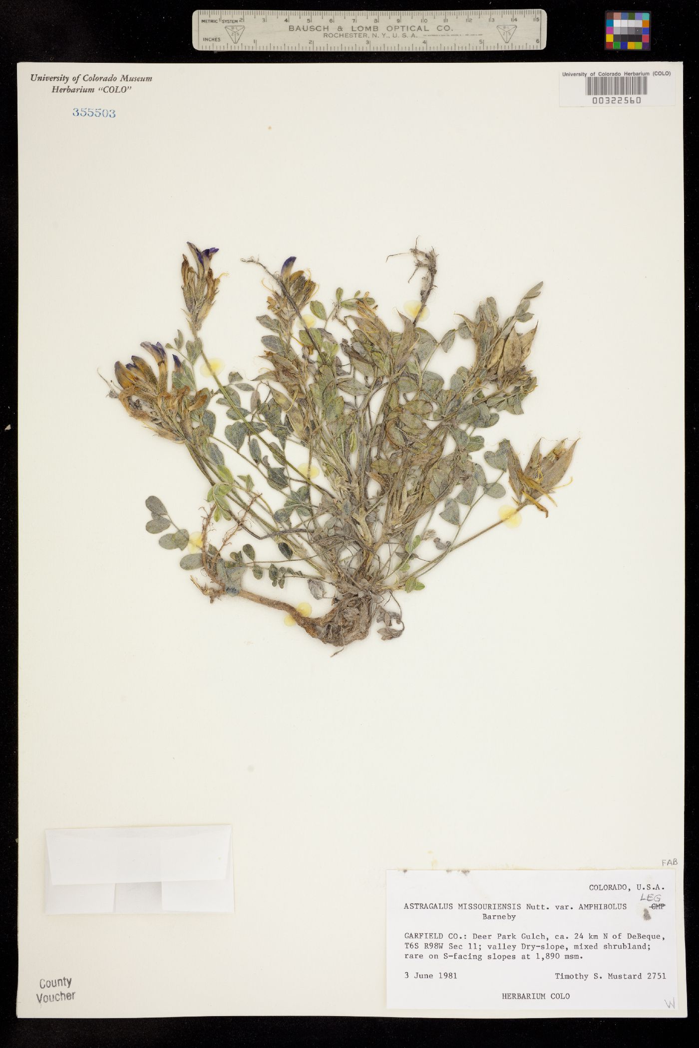 Astragalus missouriensis var. amphibolus image