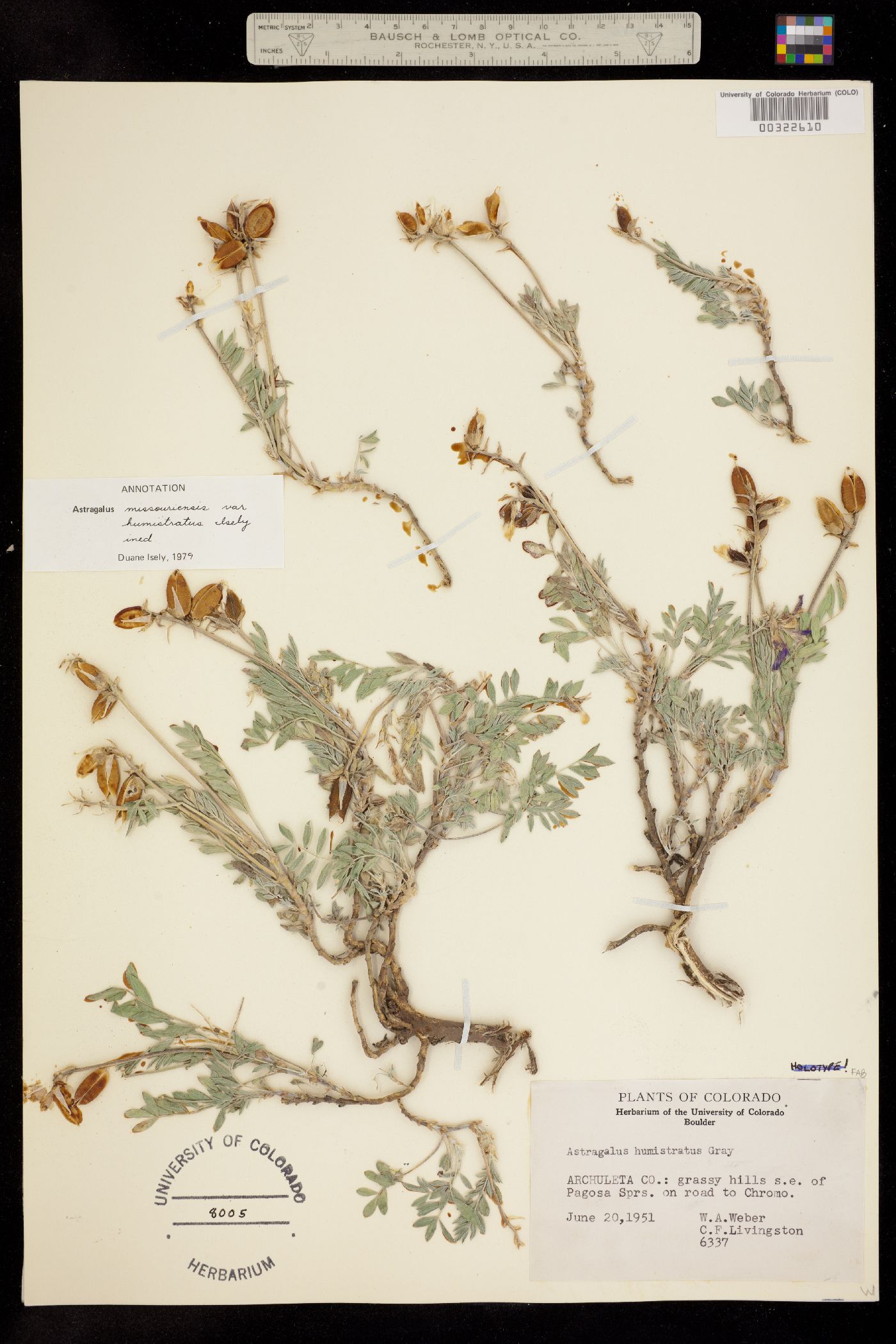 Astragalus missouriensis var. humistratus image