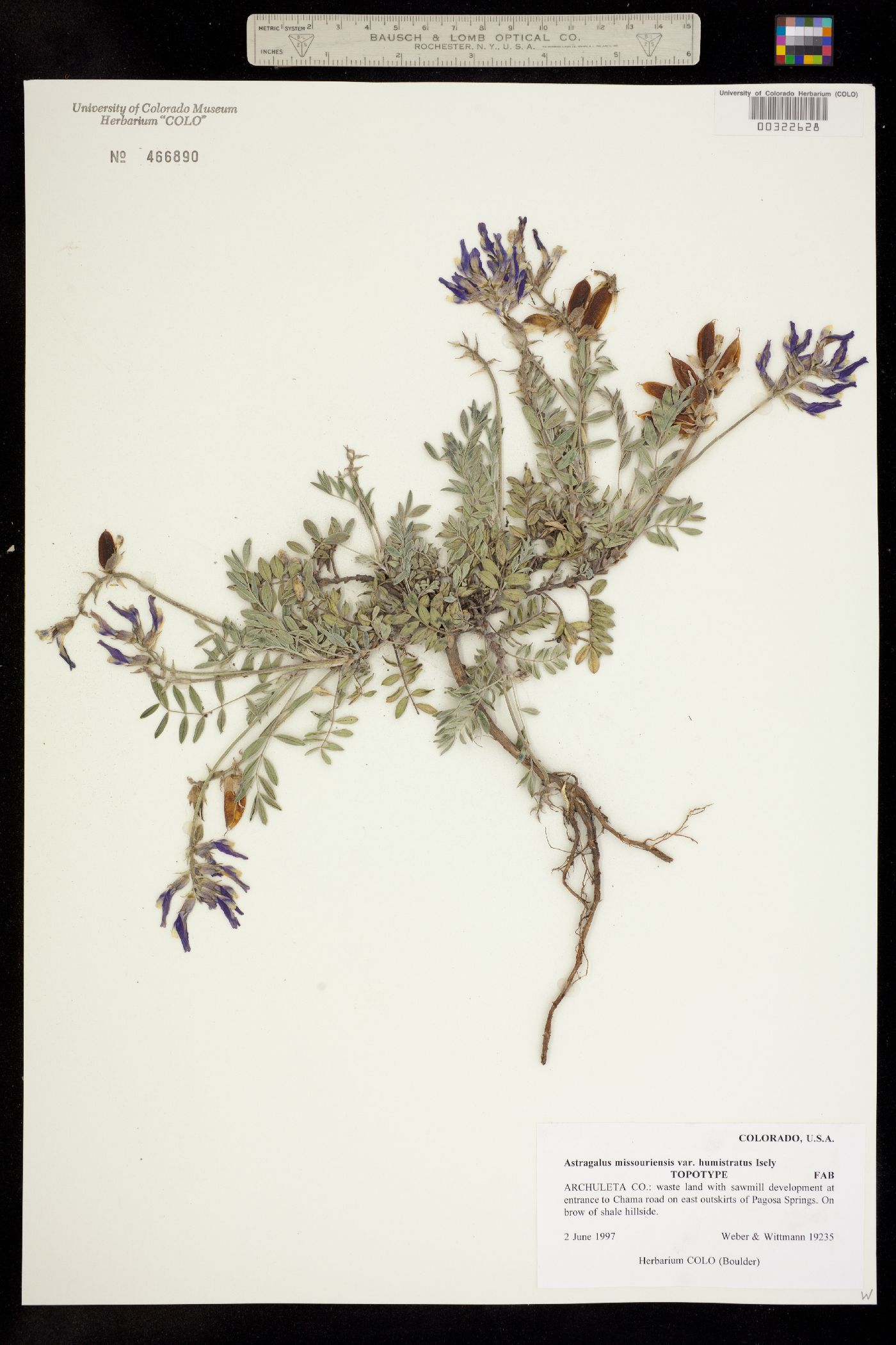 Astragalus missouriensis var. humistratus image