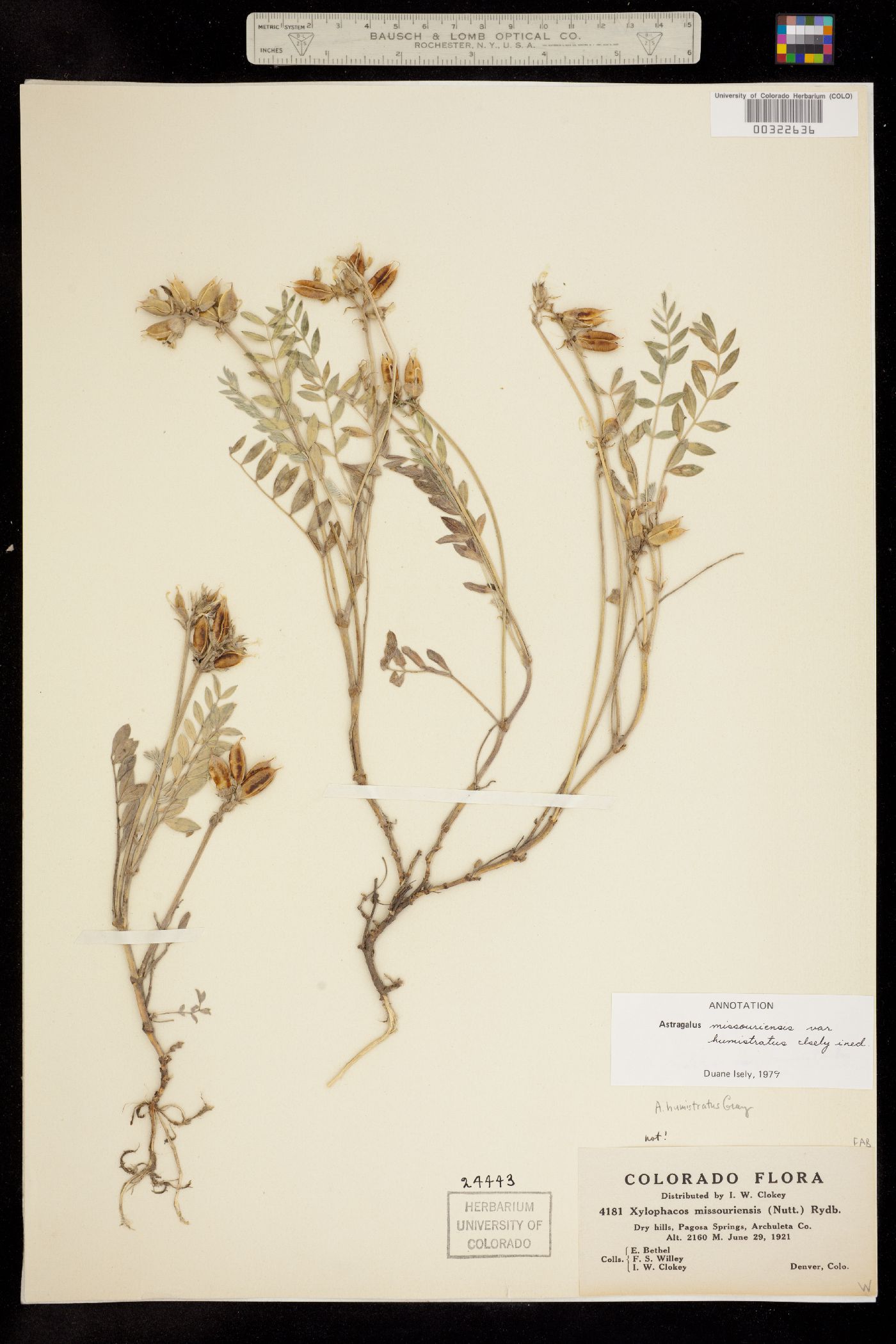 Astragalus missouriensis image