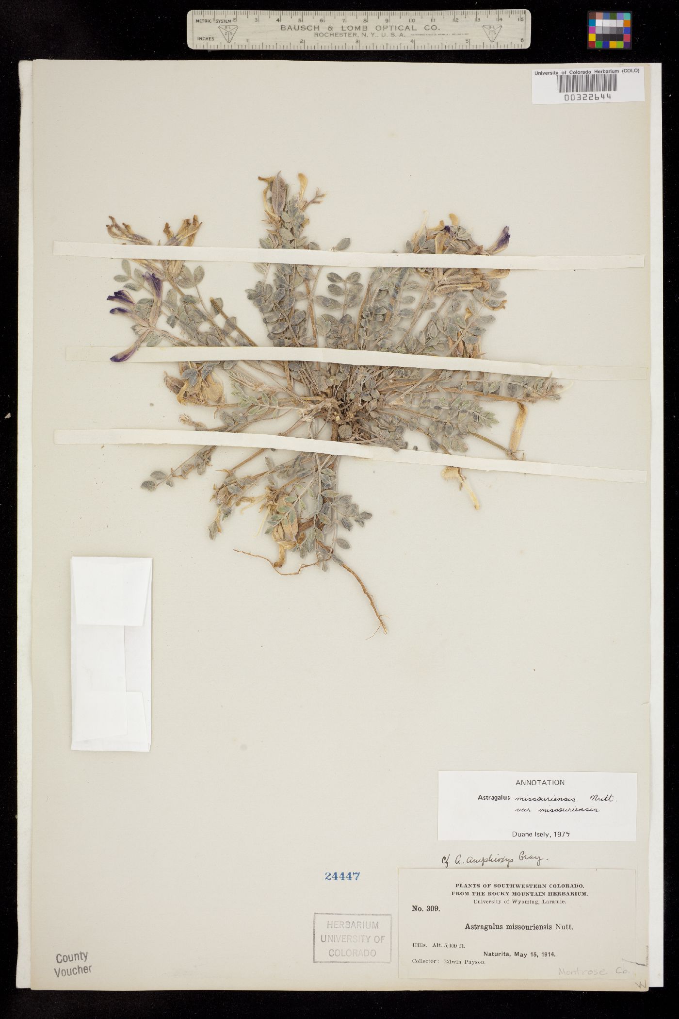 Astragalus missouriensis var. missouriensis image