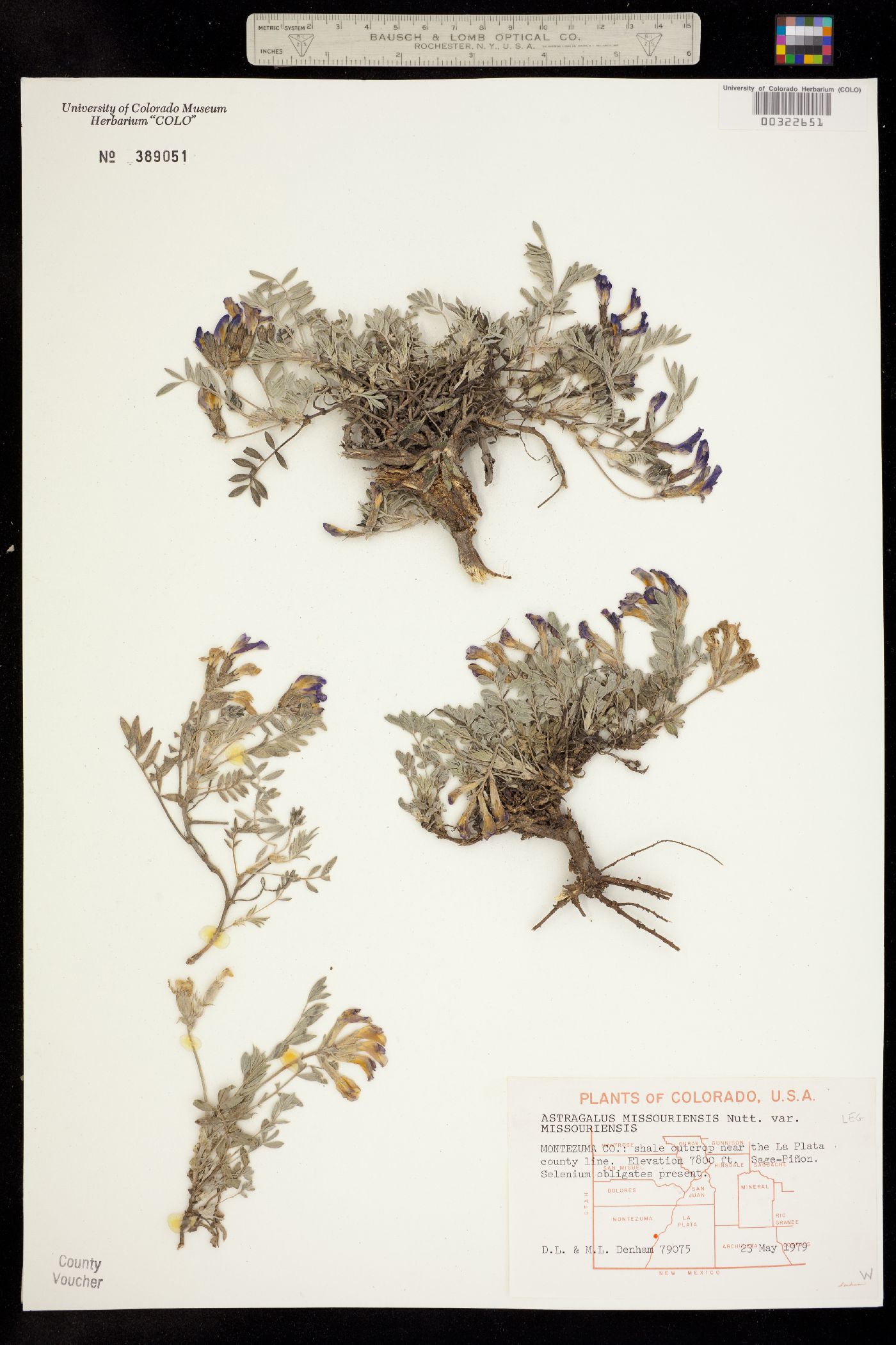 Astragalus missouriensis var. missouriensis image