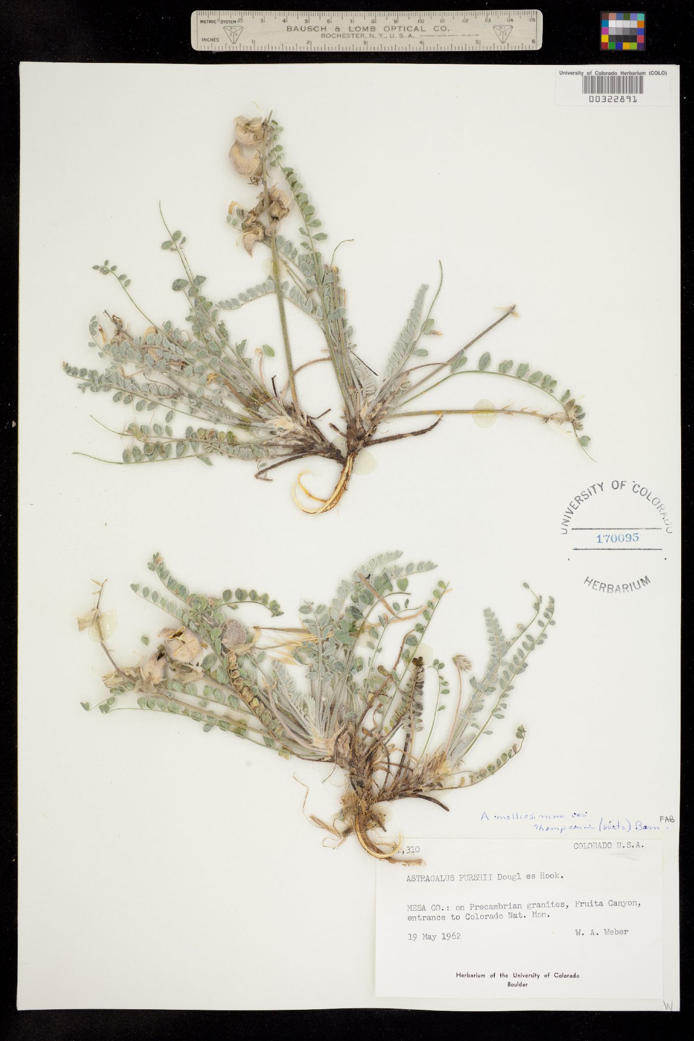 Astragalus mollissimus var. thompsoniae image