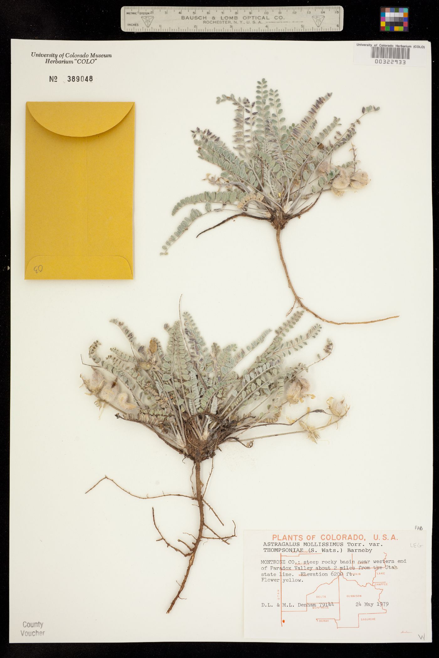 Astragalus mollissimus var. thompsoniae image