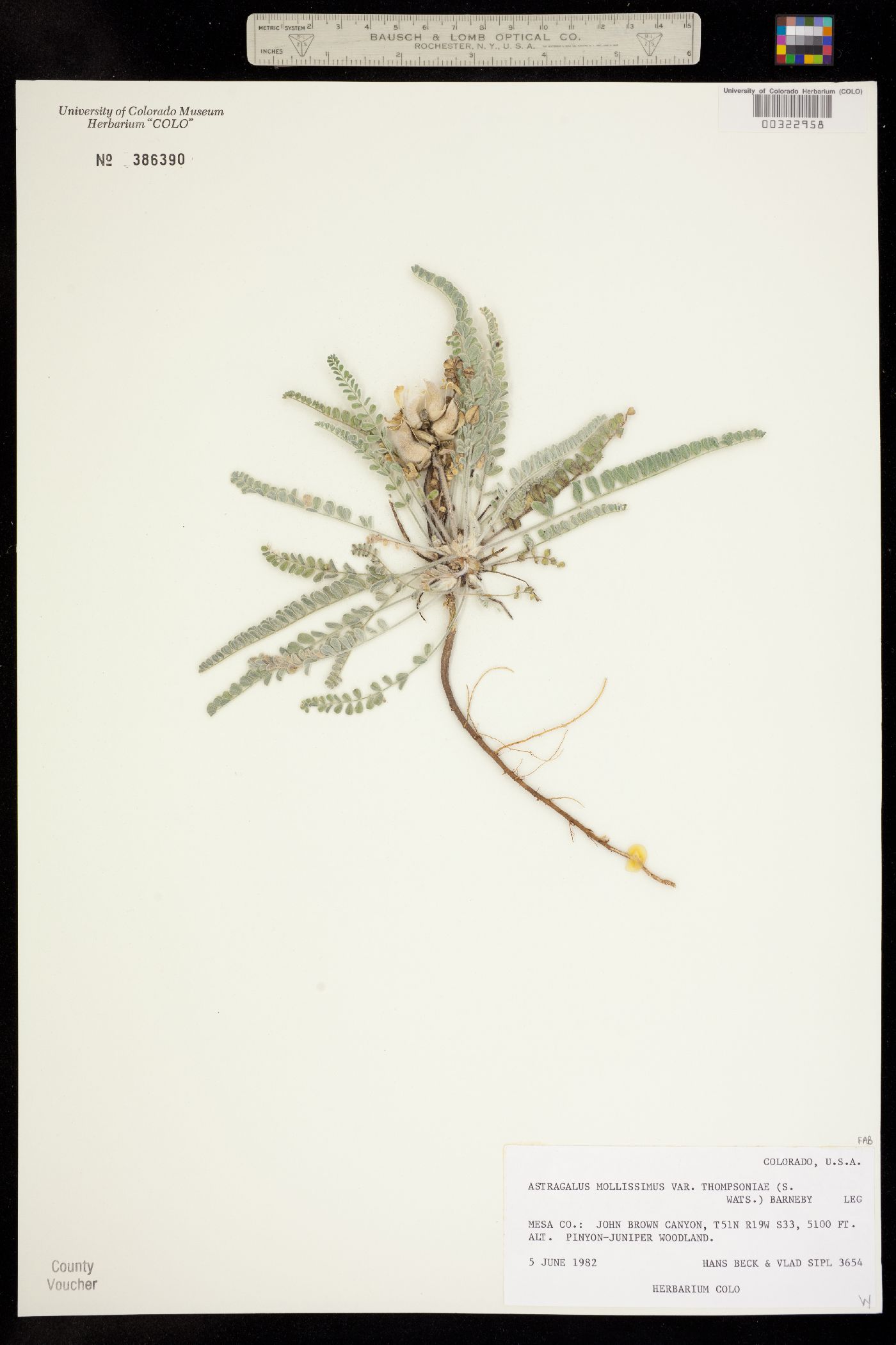 Astragalus mollissimus var. thompsoniae image