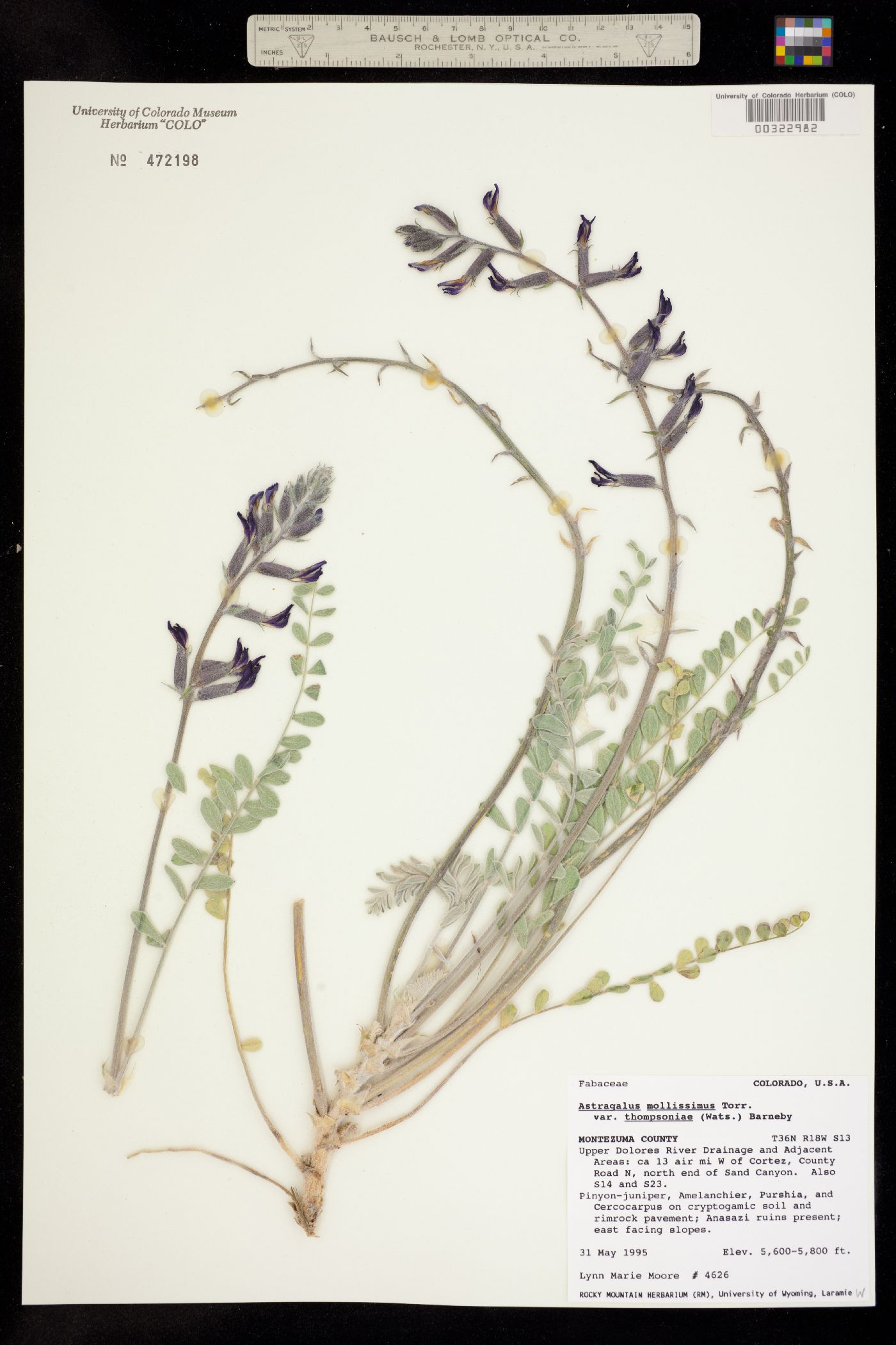 Astragalus mollissimus var. thompsoniae image