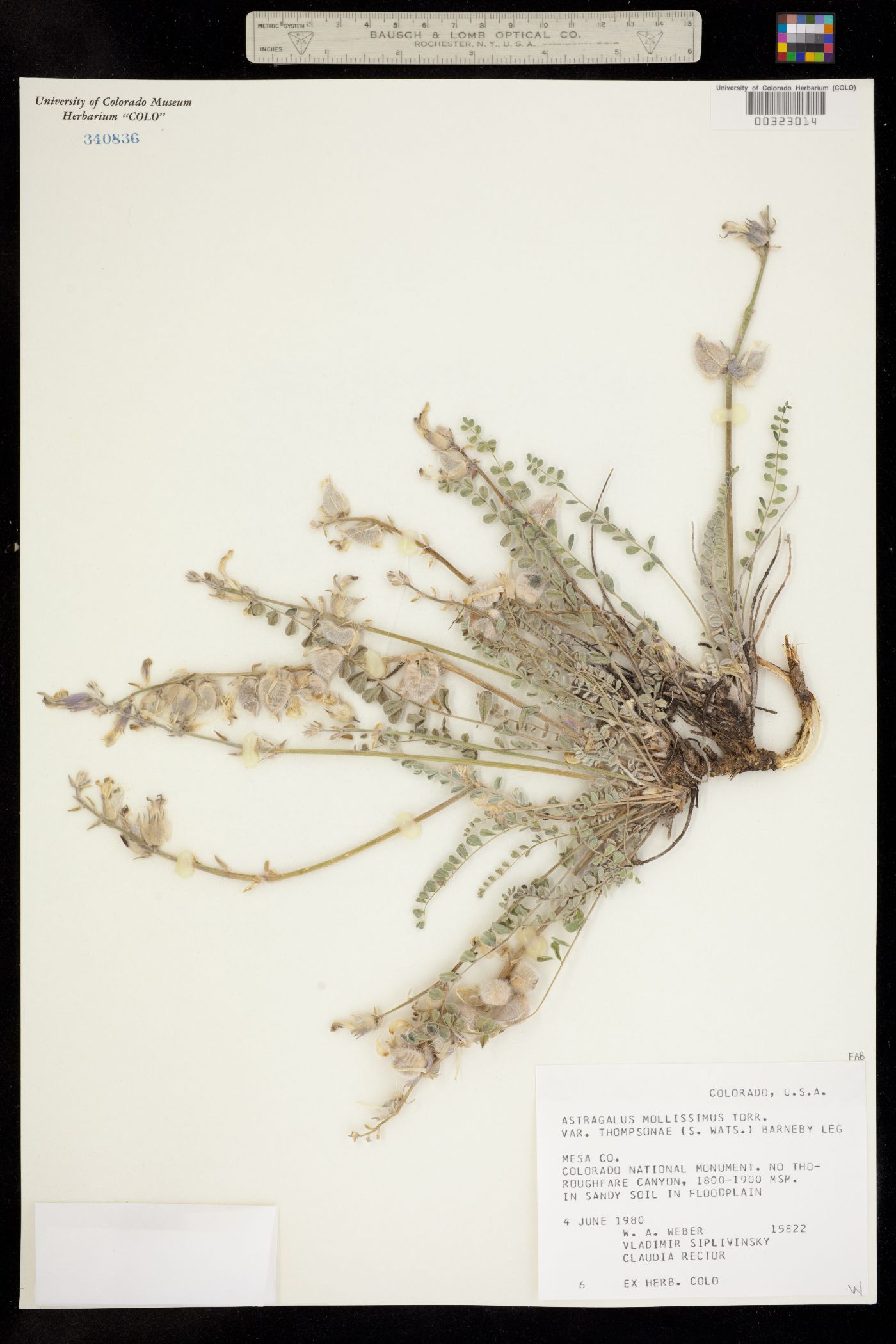 Astragalus mollissimus var. thompsoniae image