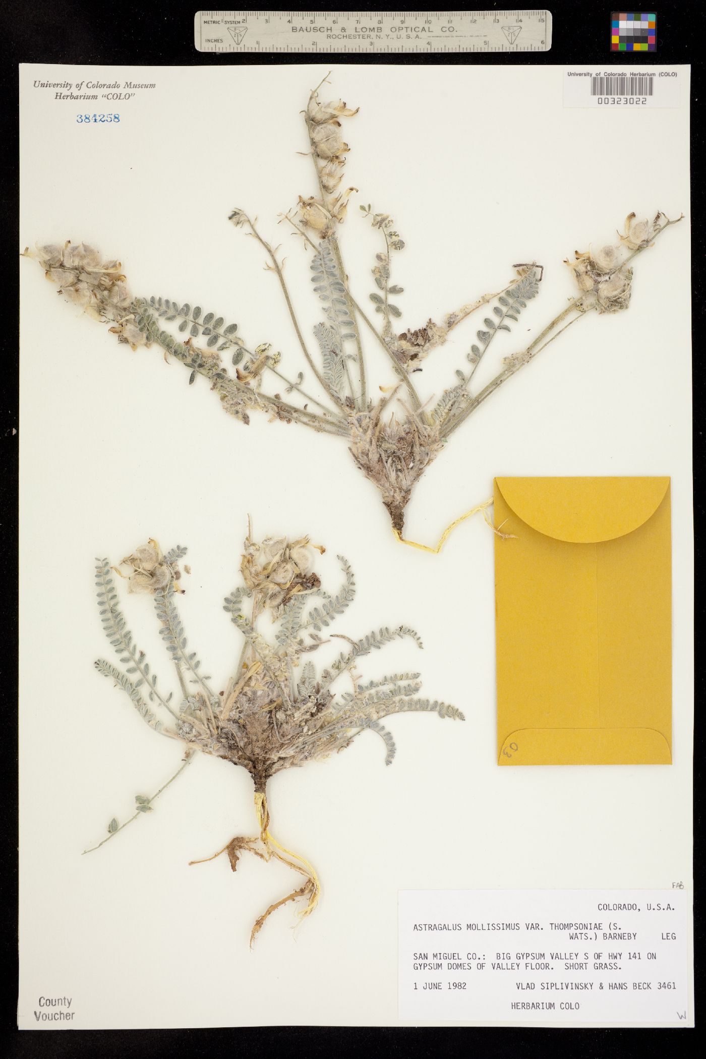 Astragalus mollissimus var. thompsoniae image