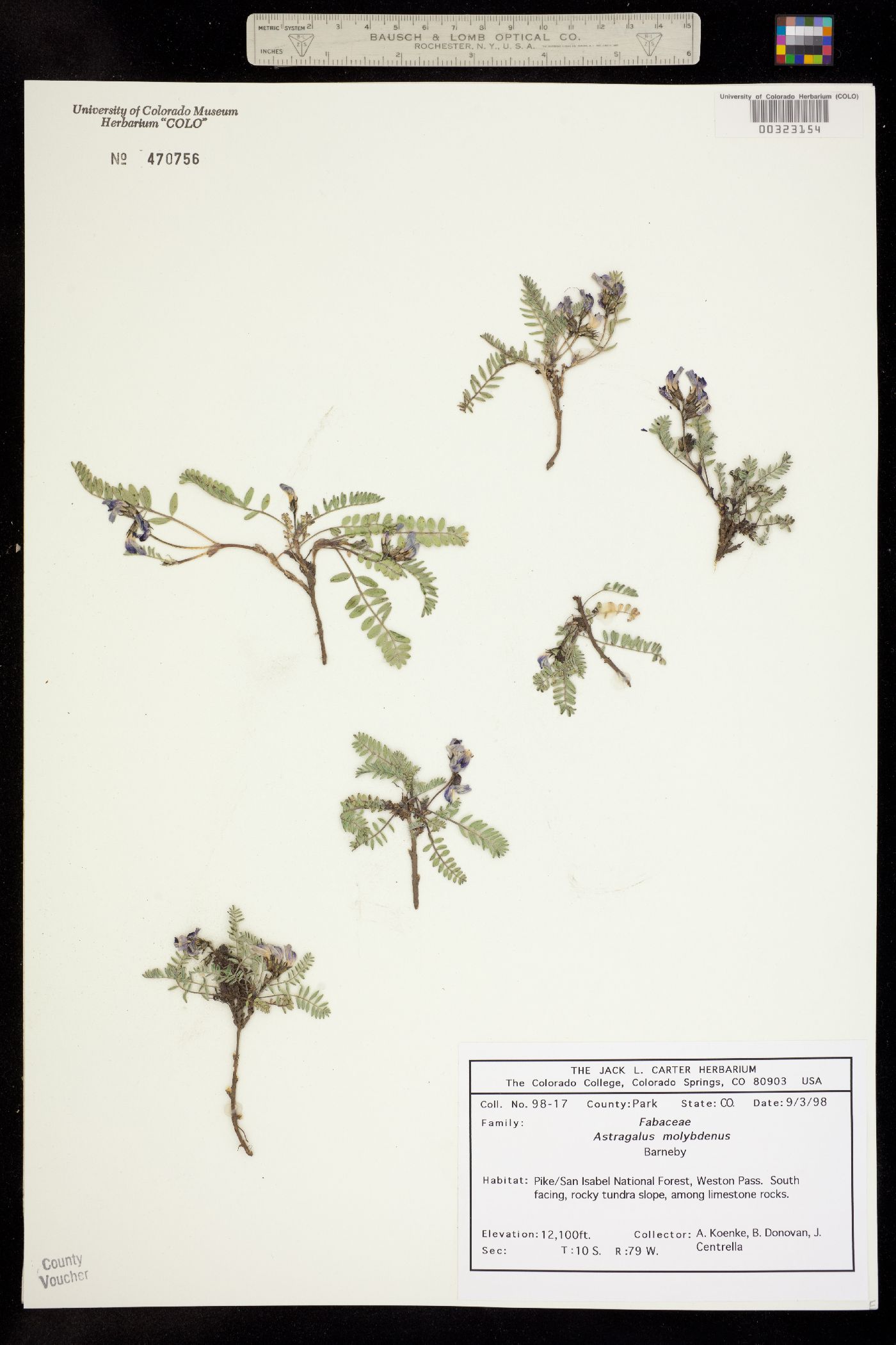 Astragalus molybdenus image