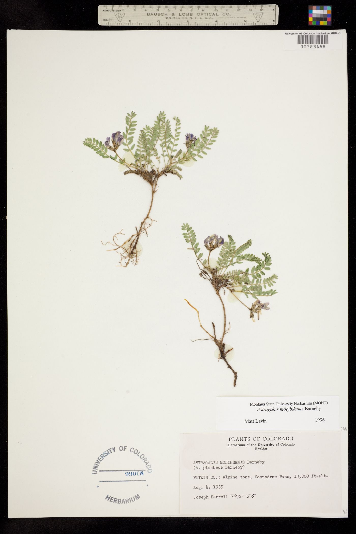 Astragalus molybdenus image