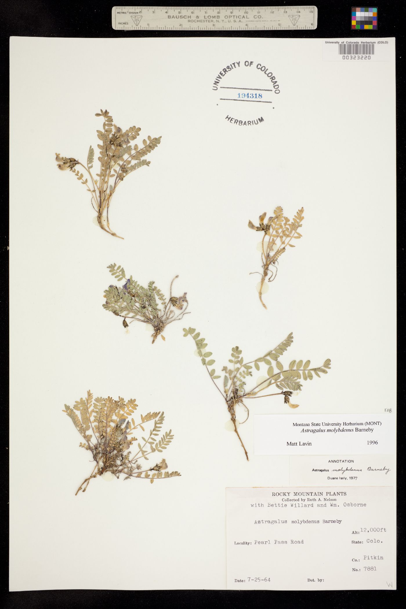 Astragalus molybdenus image