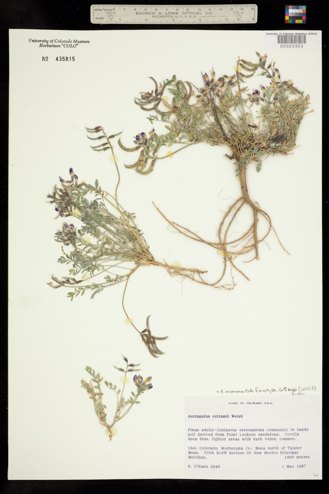 Astragalus monumentalis image