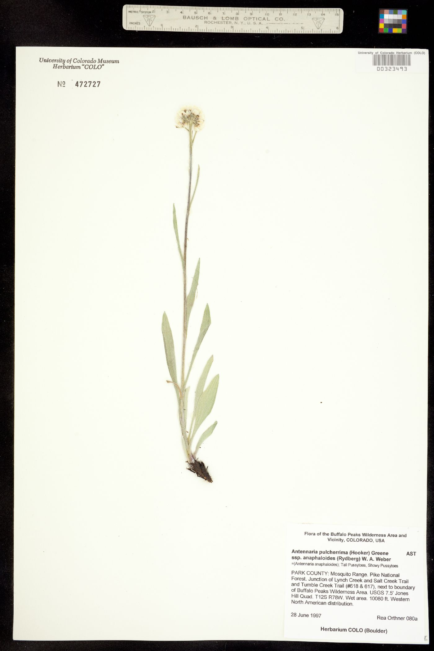 Antennaria pulcherrima subsp. anaphaloides image