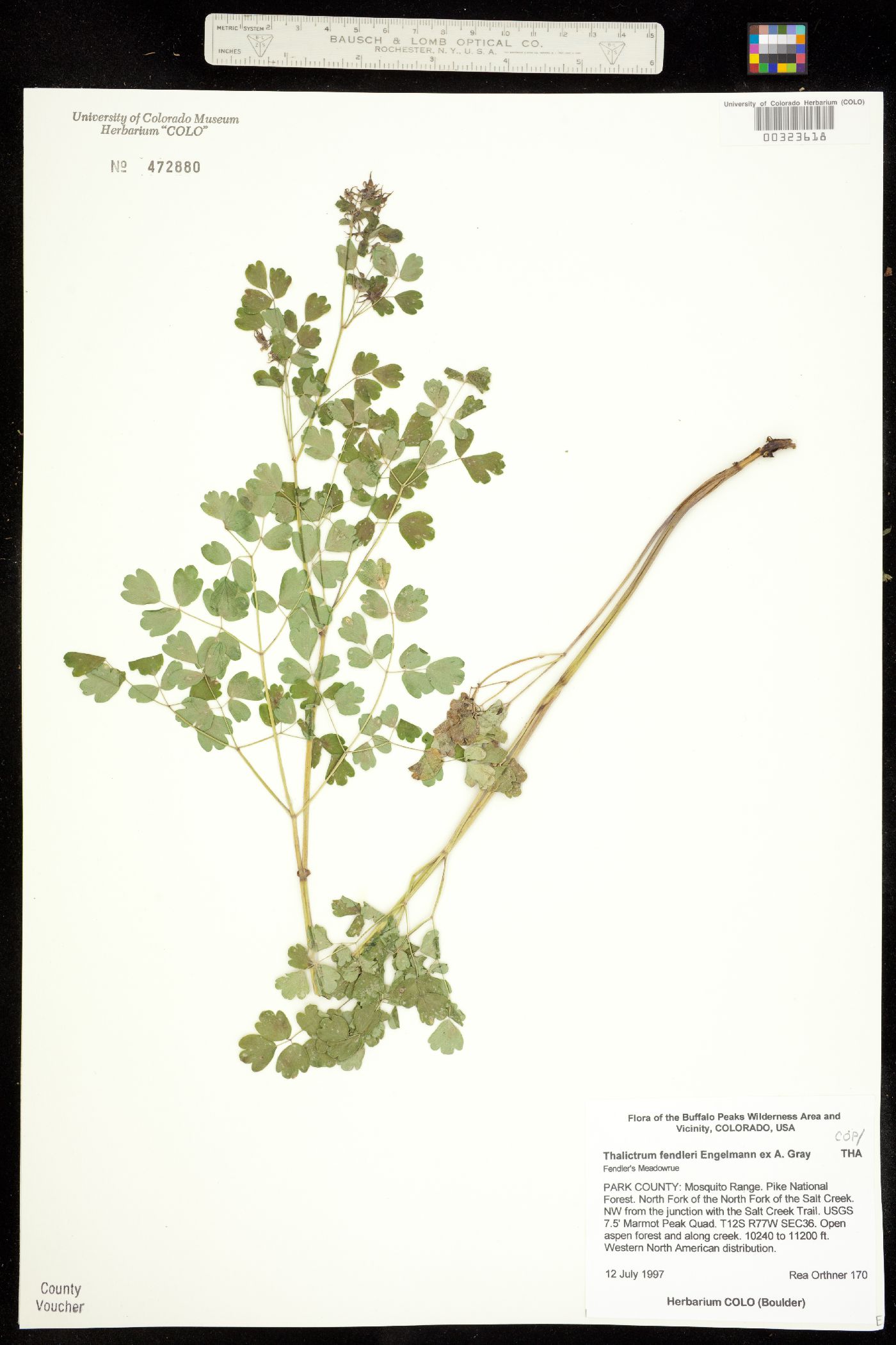 Thalictrum fendleri image