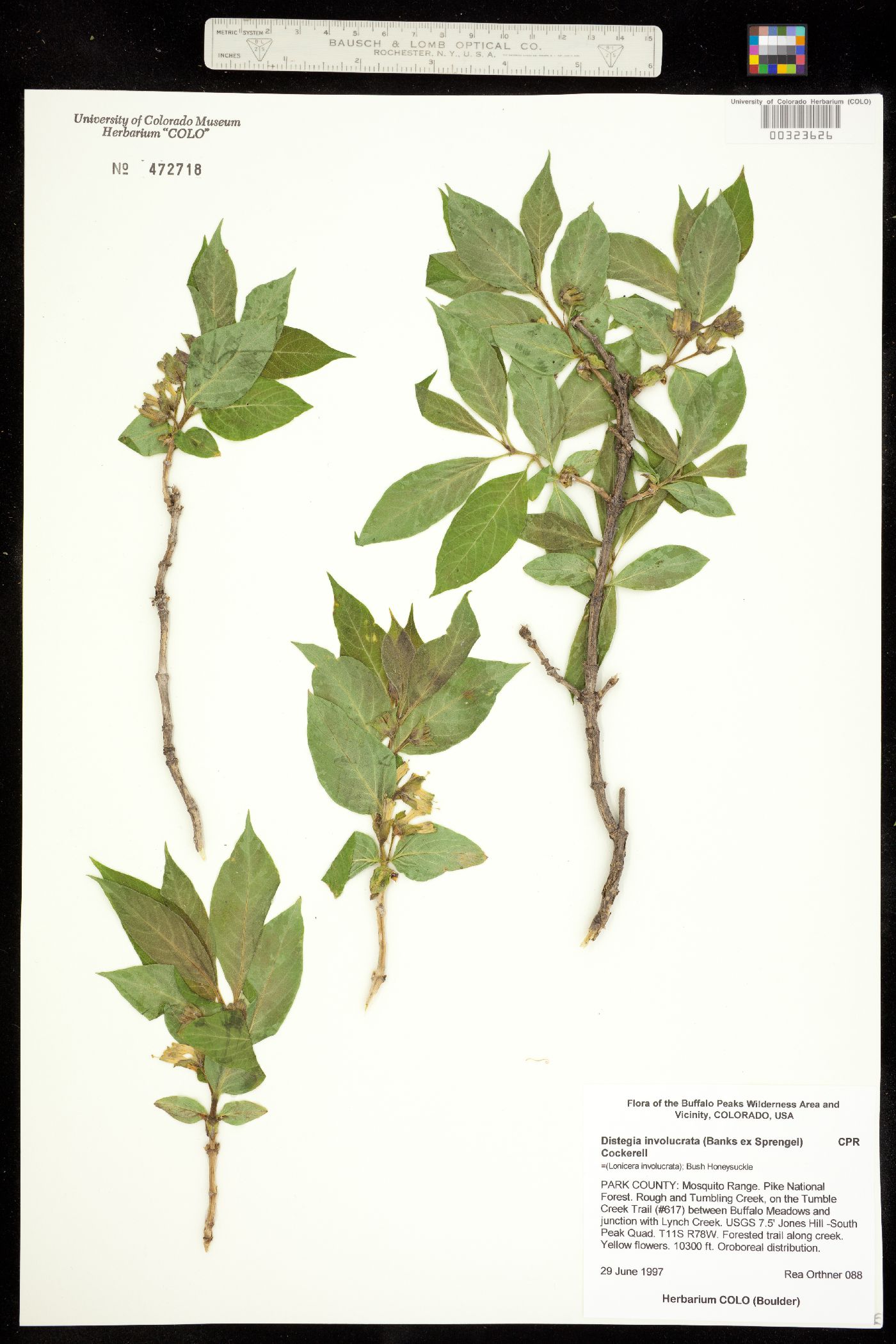 Caprifoliaceae image