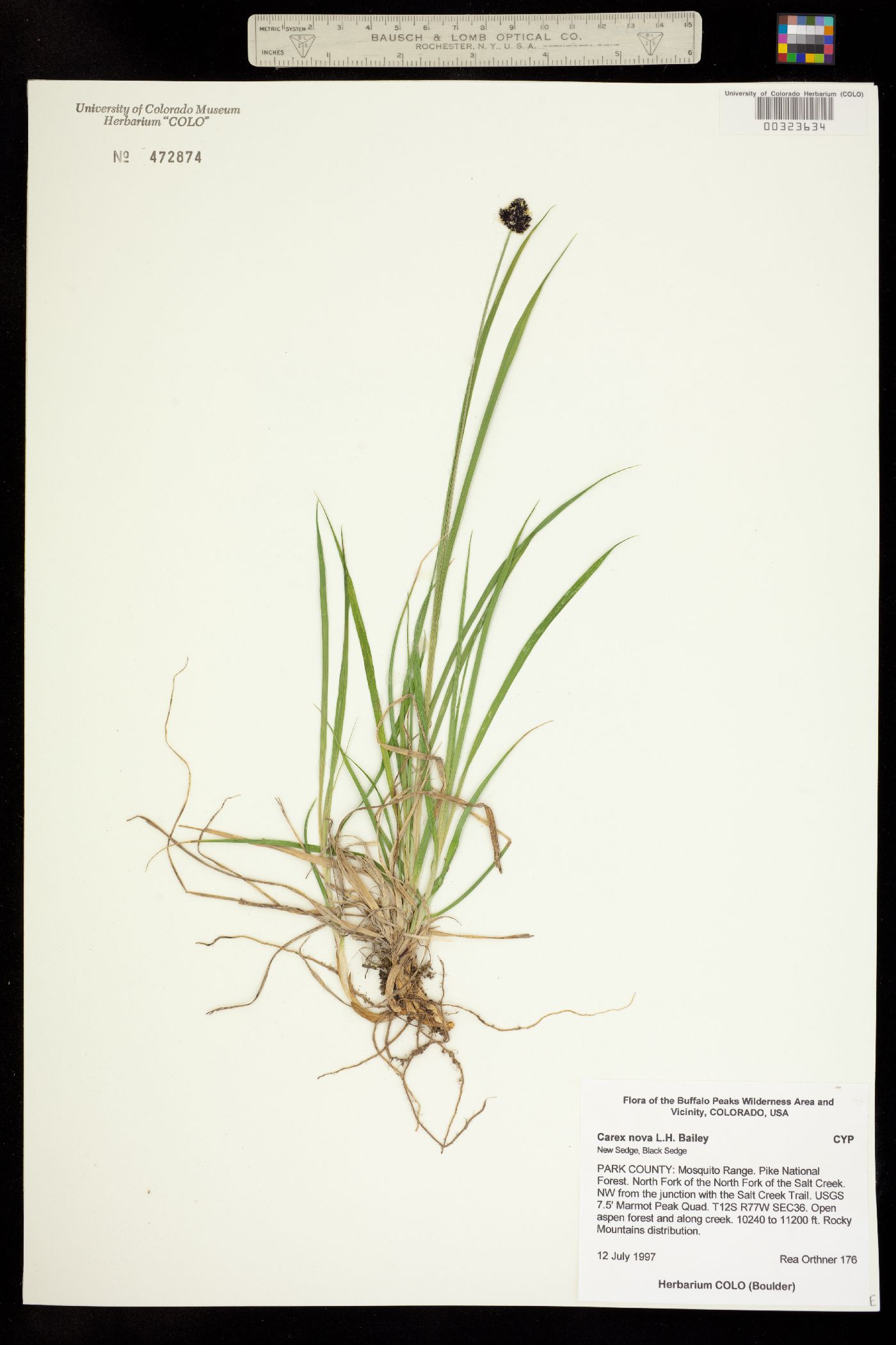 Carex nova image