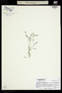 Astragalus nuttallianus var. micranthemiformis image