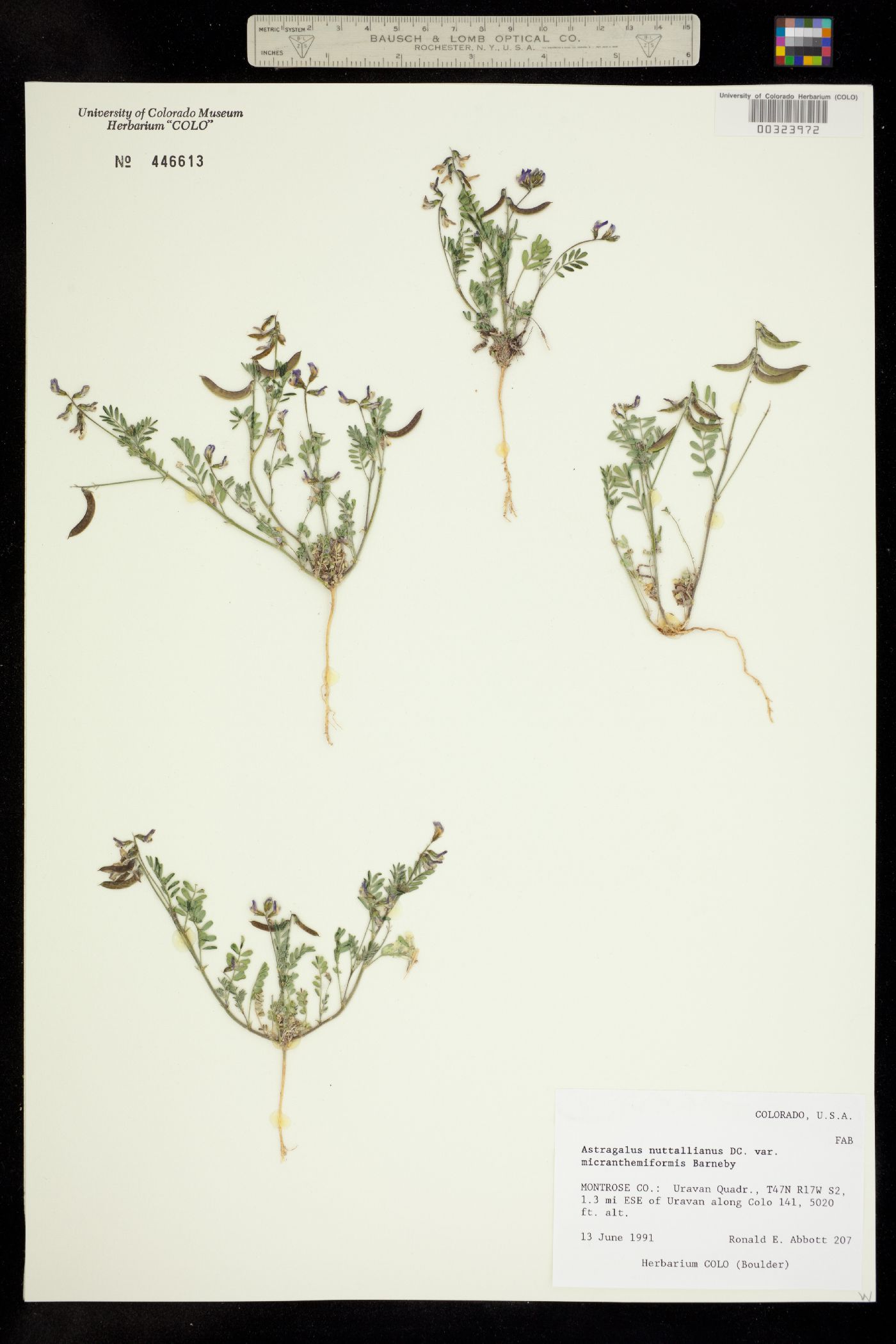 Astragalus nuttallianus var. micranthemiformis image