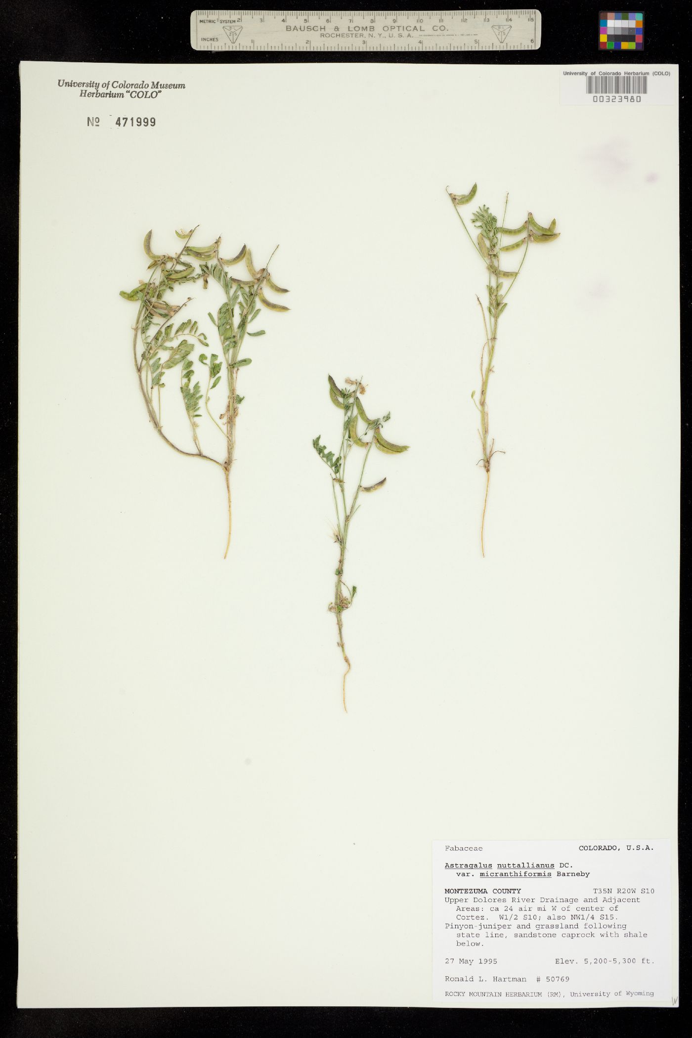 Astragalus nuttallianus image