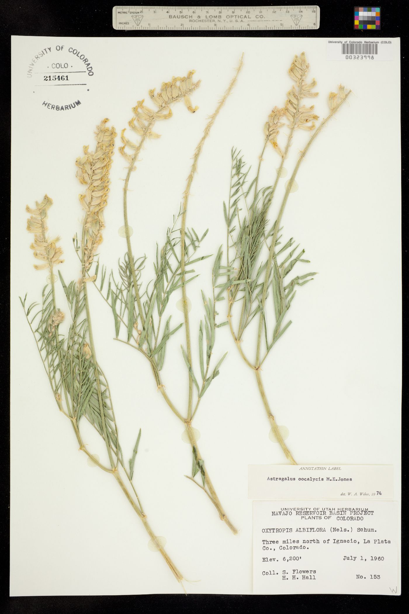 Astragalus oöcalycis image